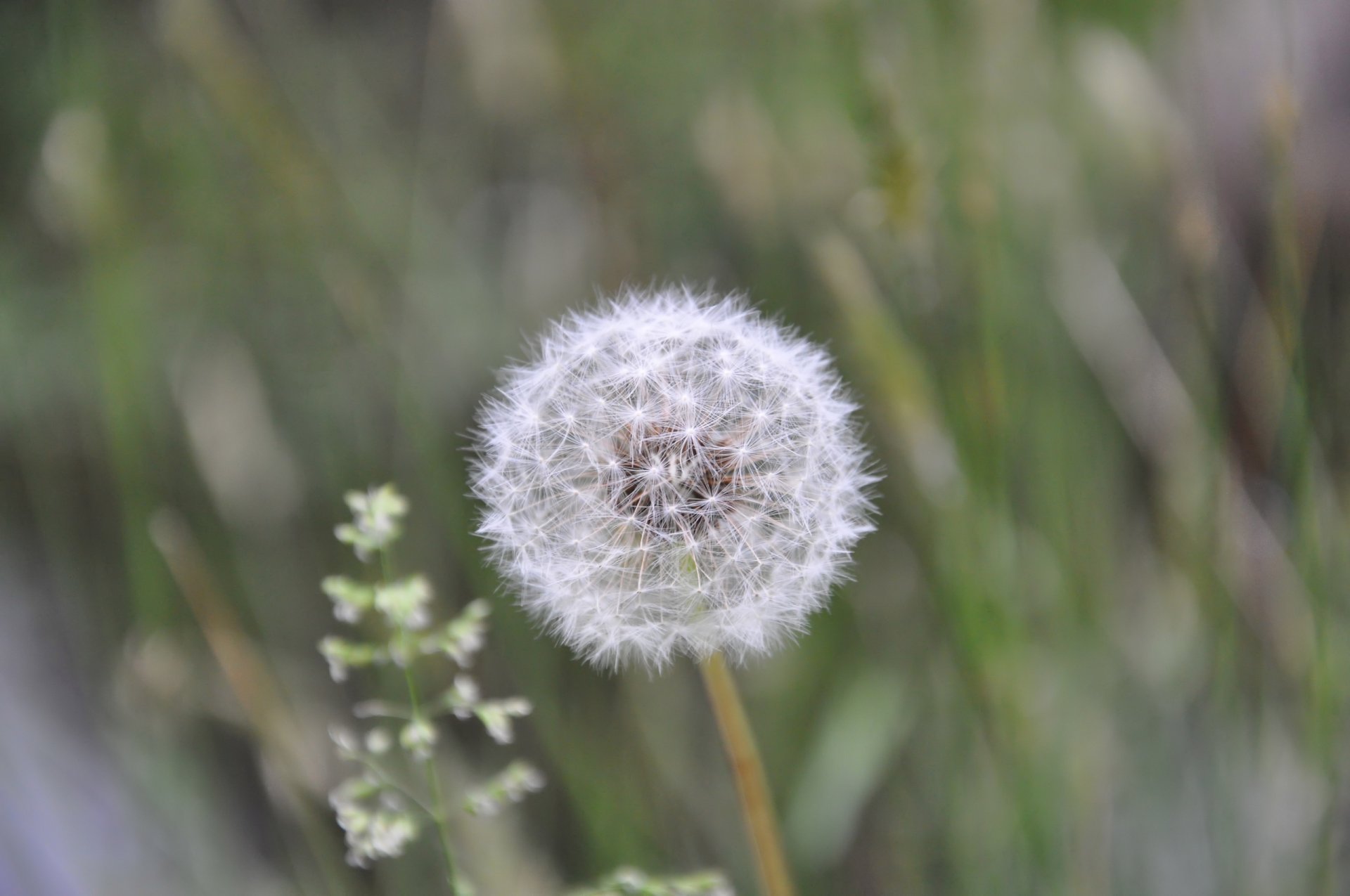 été pissenlit moelleux blanc