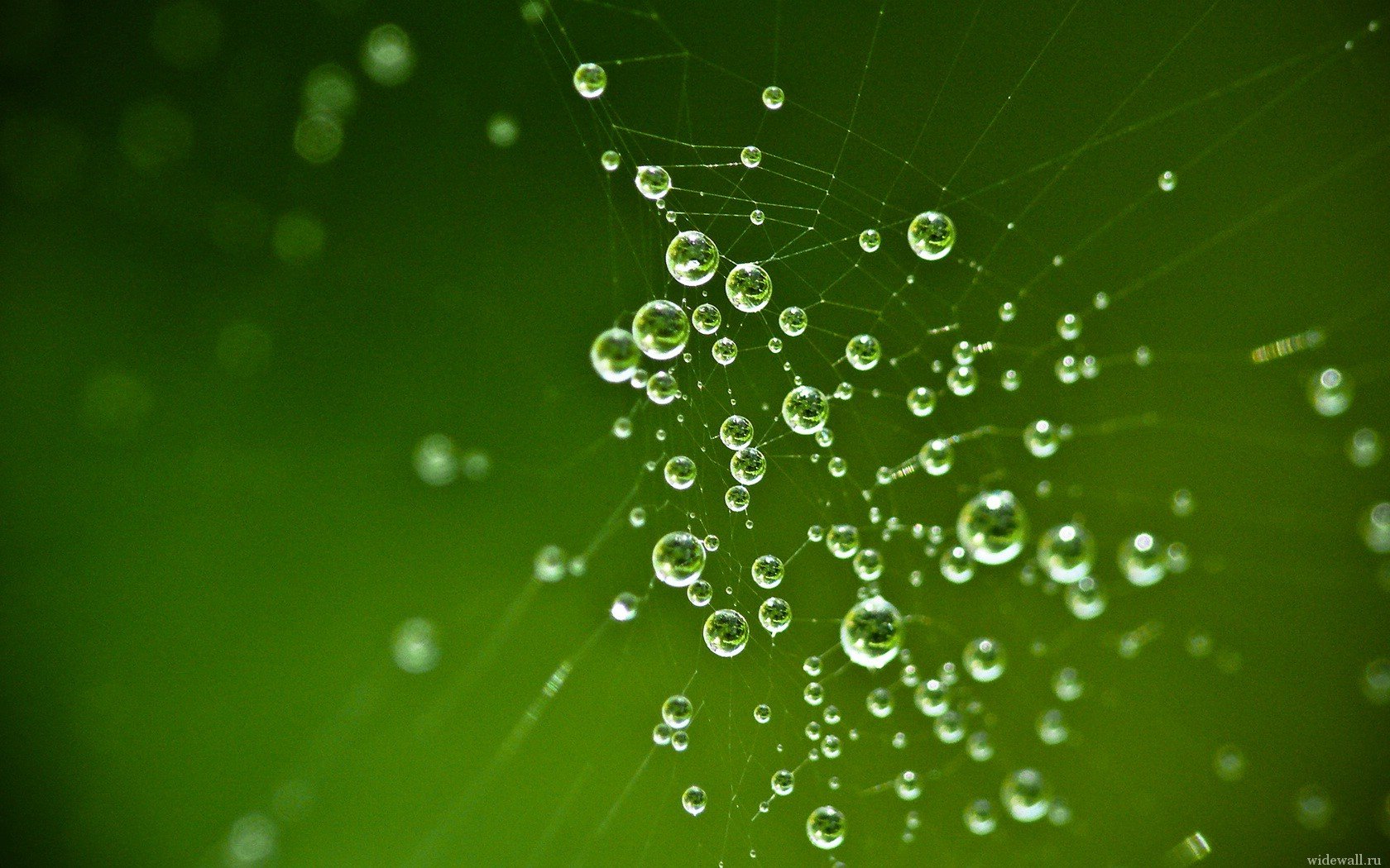 gotas telarañas verdes