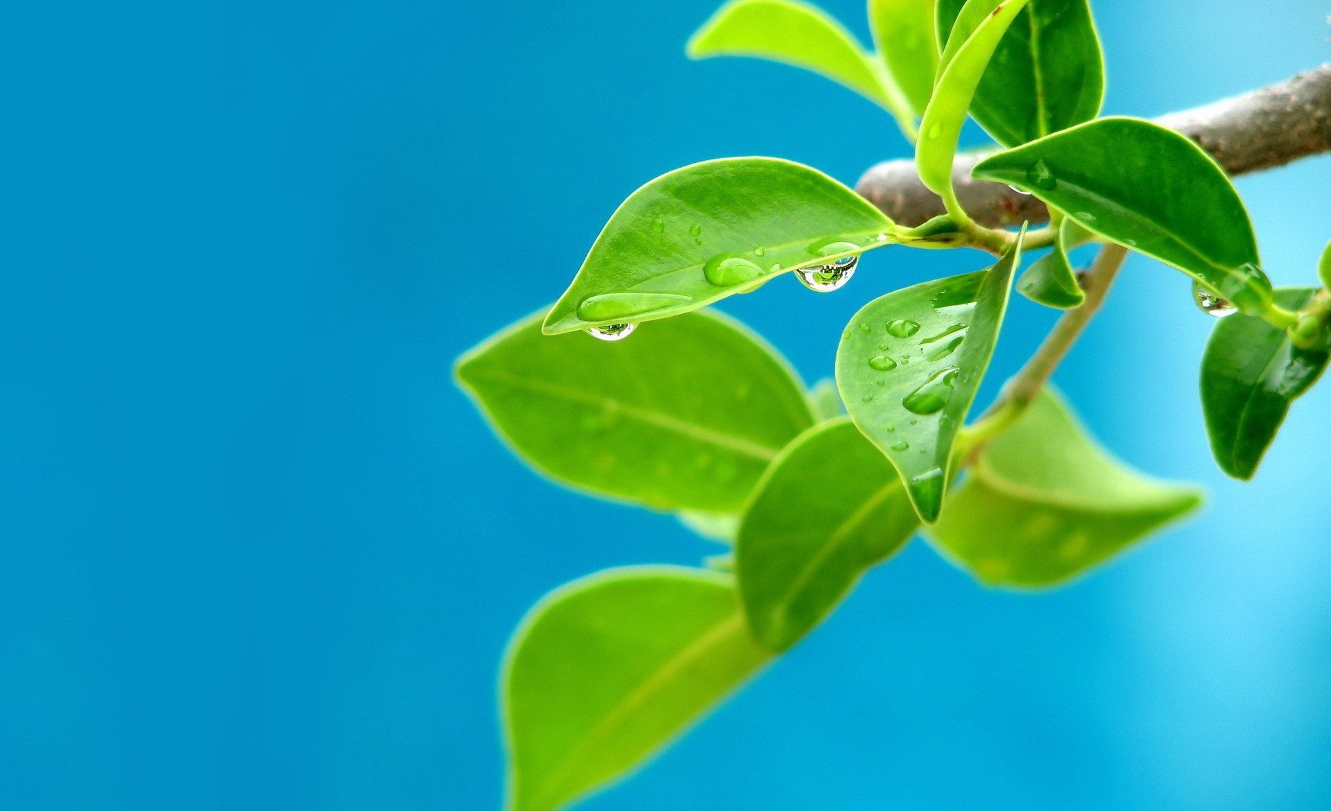 zweig tropfen sprossen baum