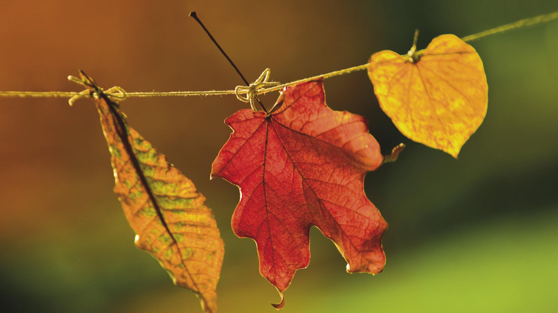 feuilles nature paysage