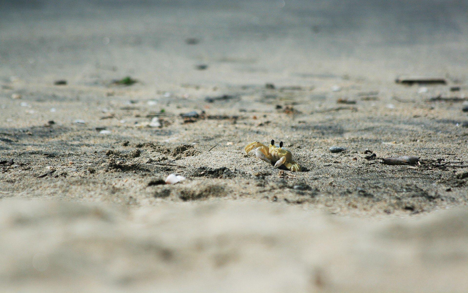 plage sable crabe animaux