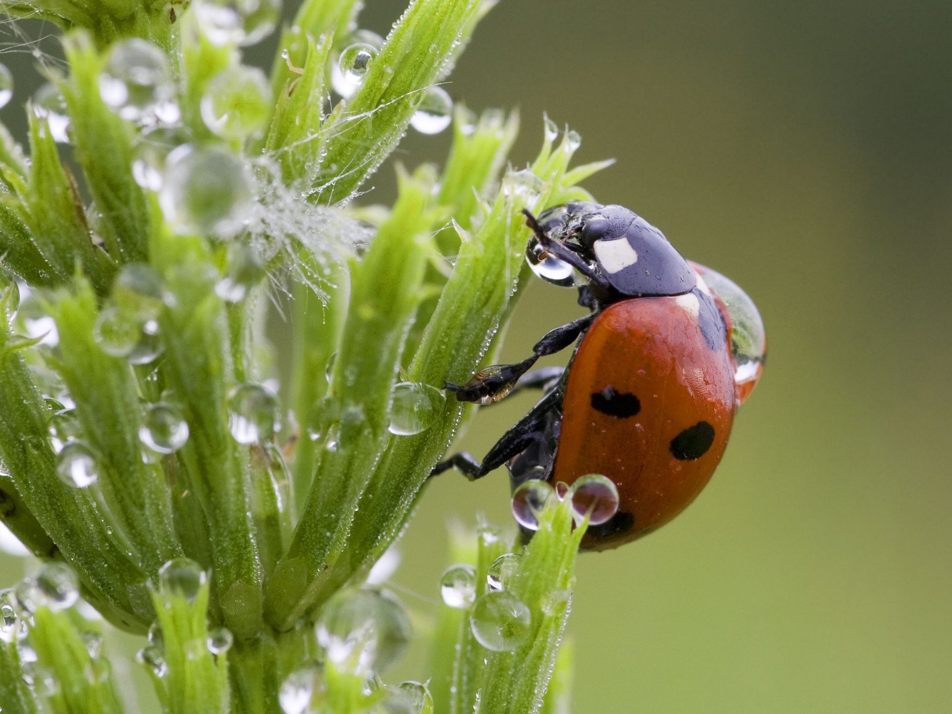 gouttes herbe coccinelle