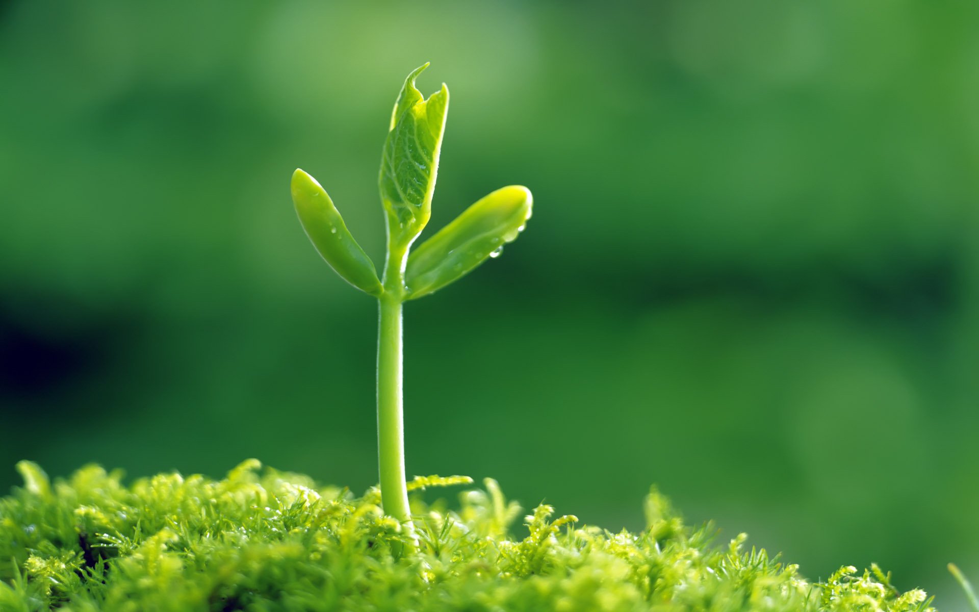 kiełek trawa zieleń zieleń natura makro