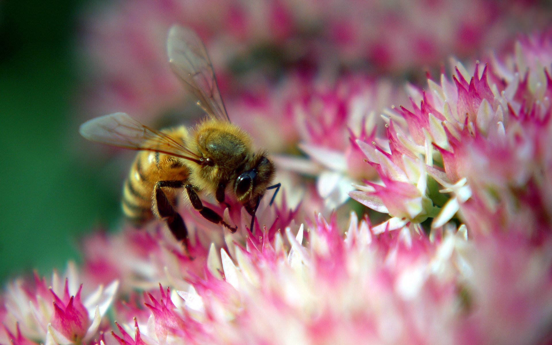 biene rosa blume