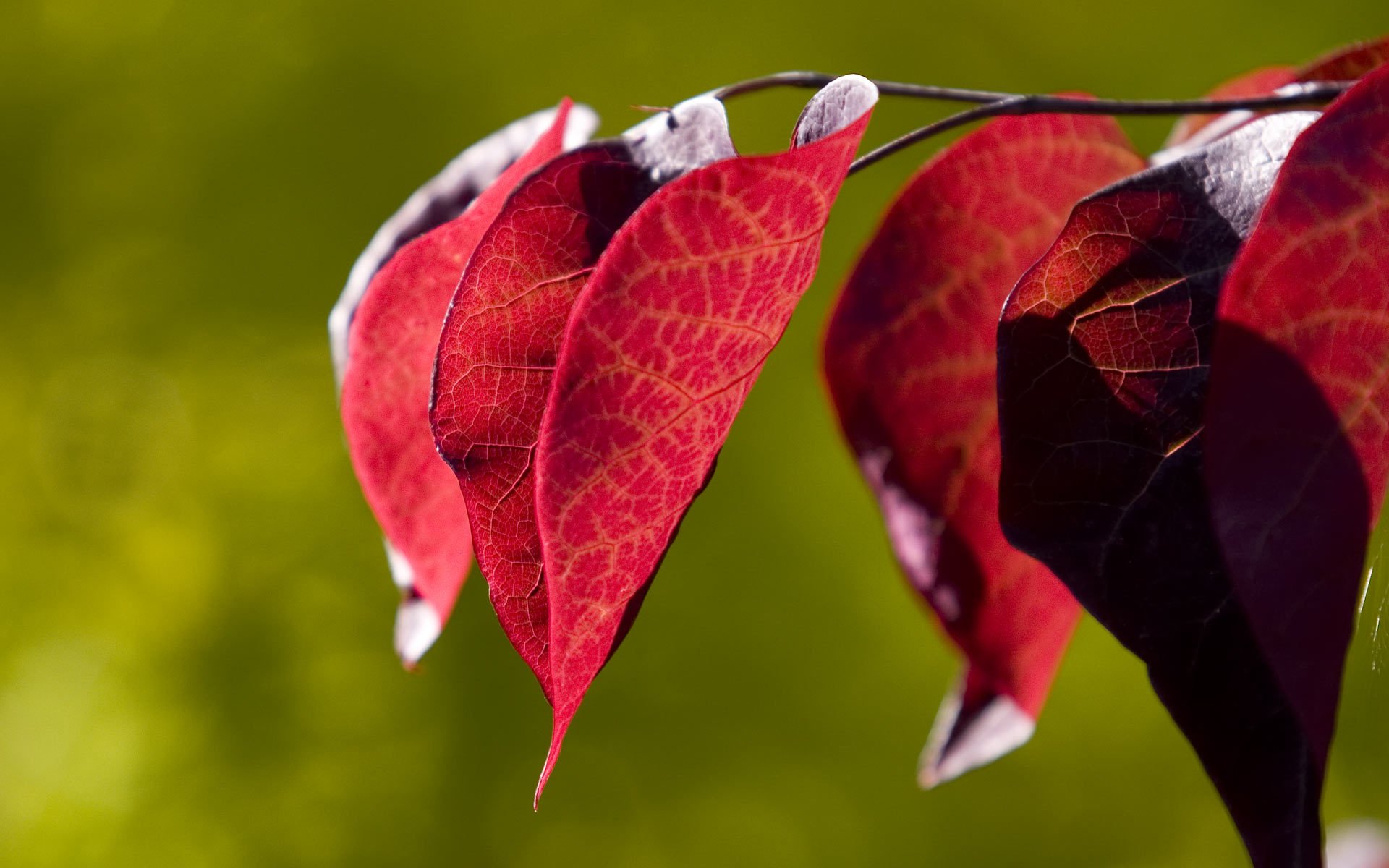 feuille photo