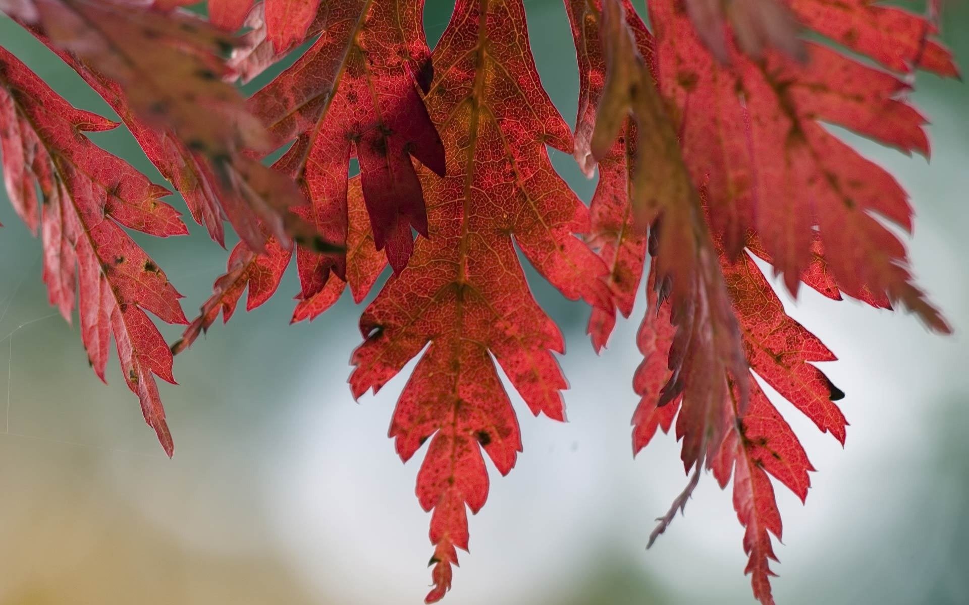 arbre feuilles nature automne gros plan