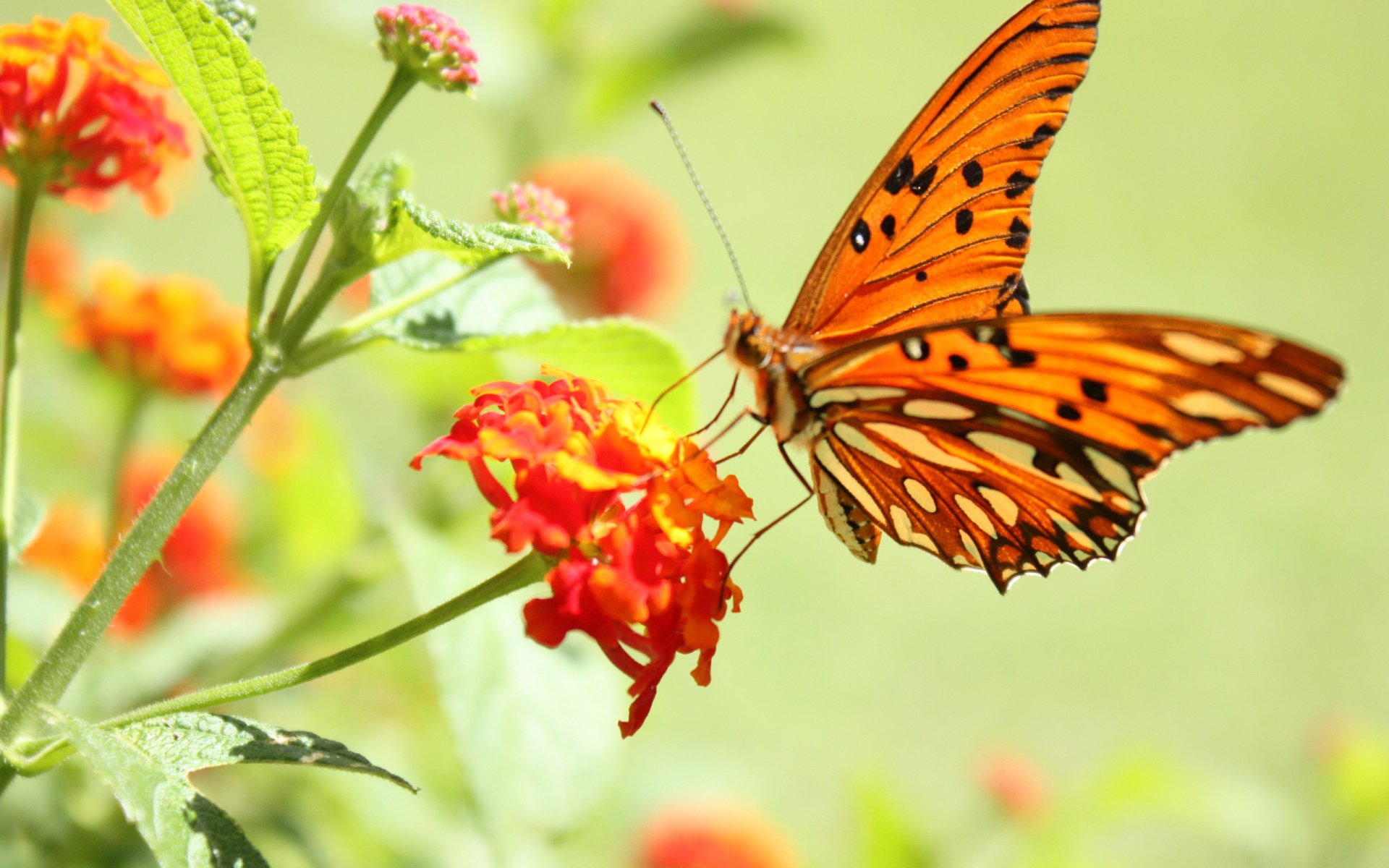 flower butterfly close up brightne