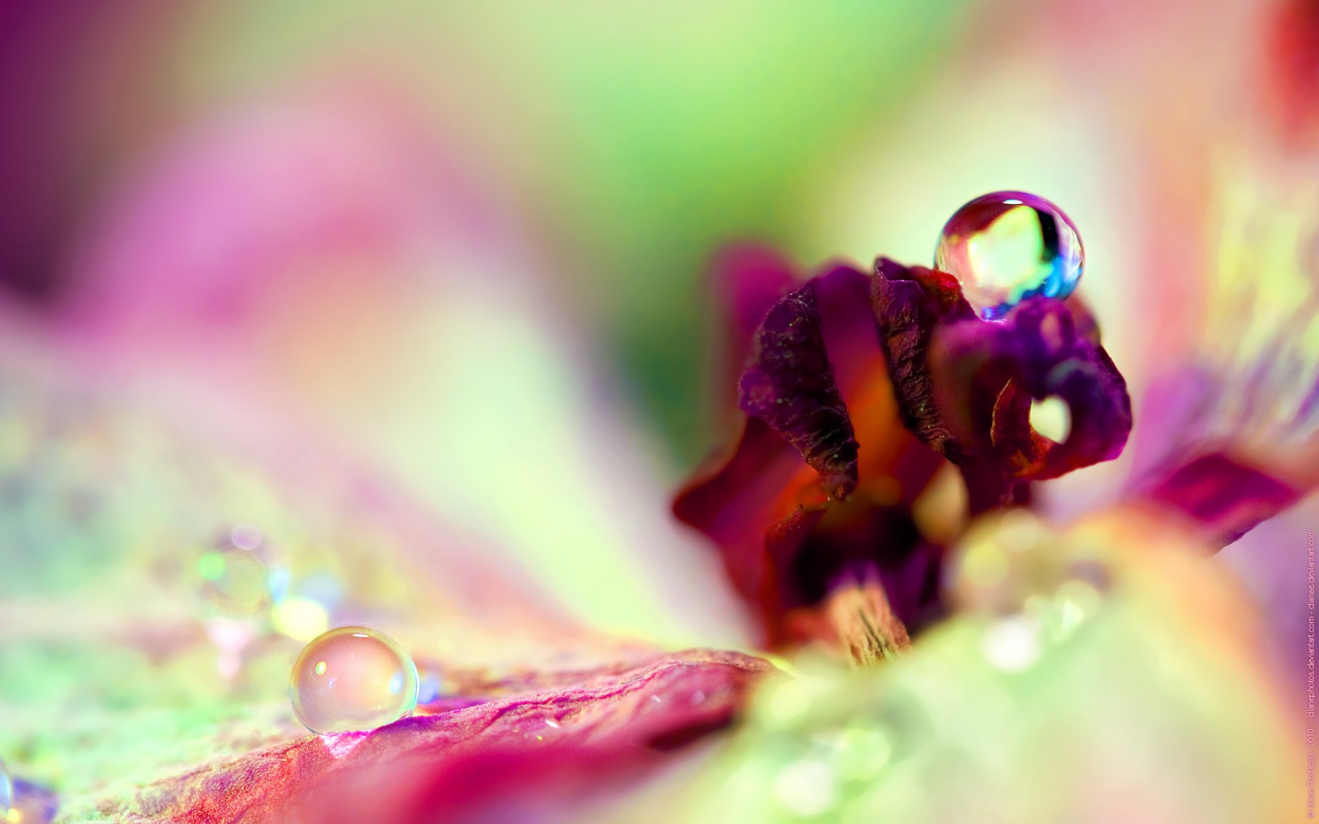 drops large flower