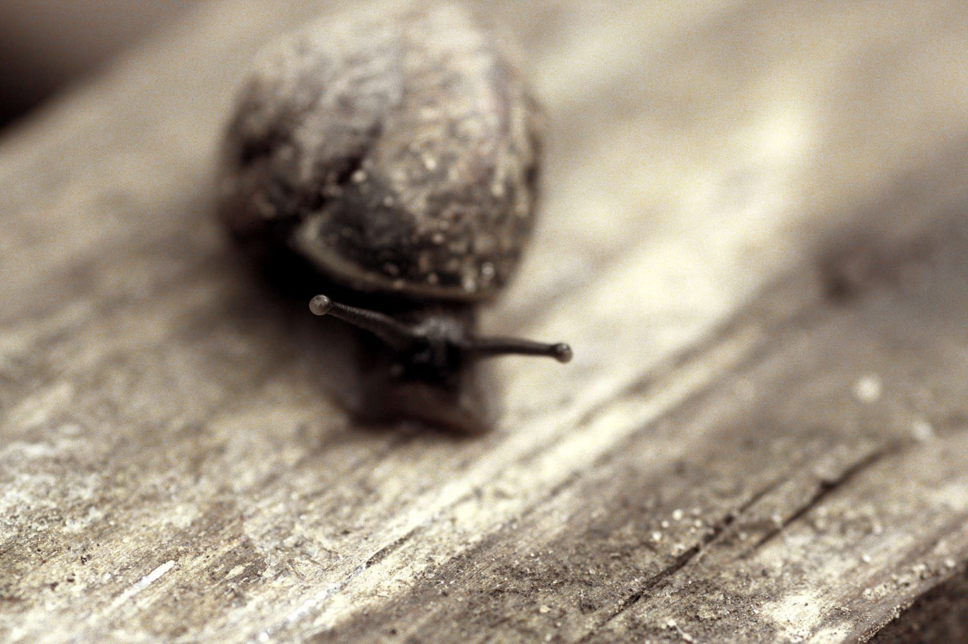 escargot arbre coquille