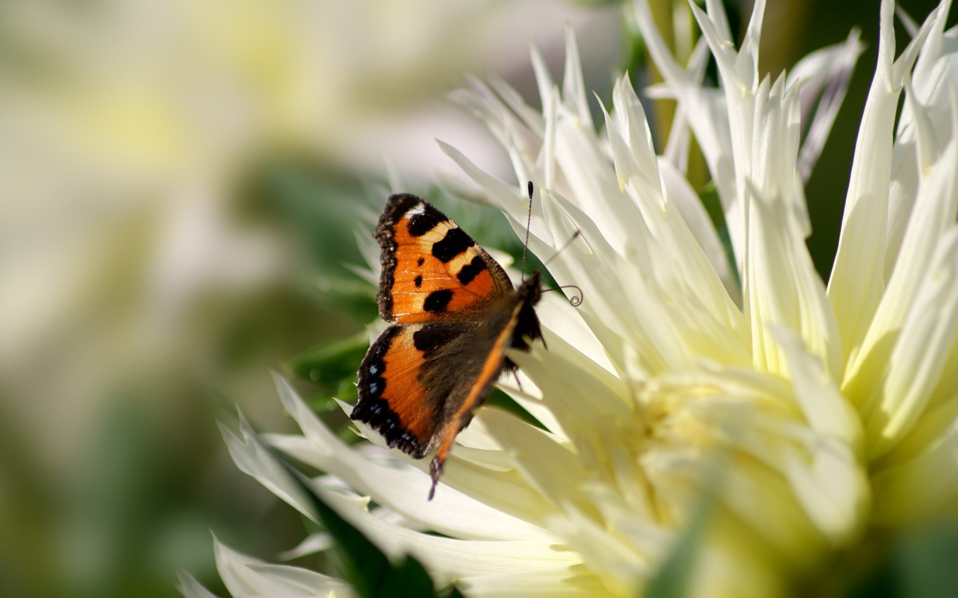 flor pétalos polen mariposa macro