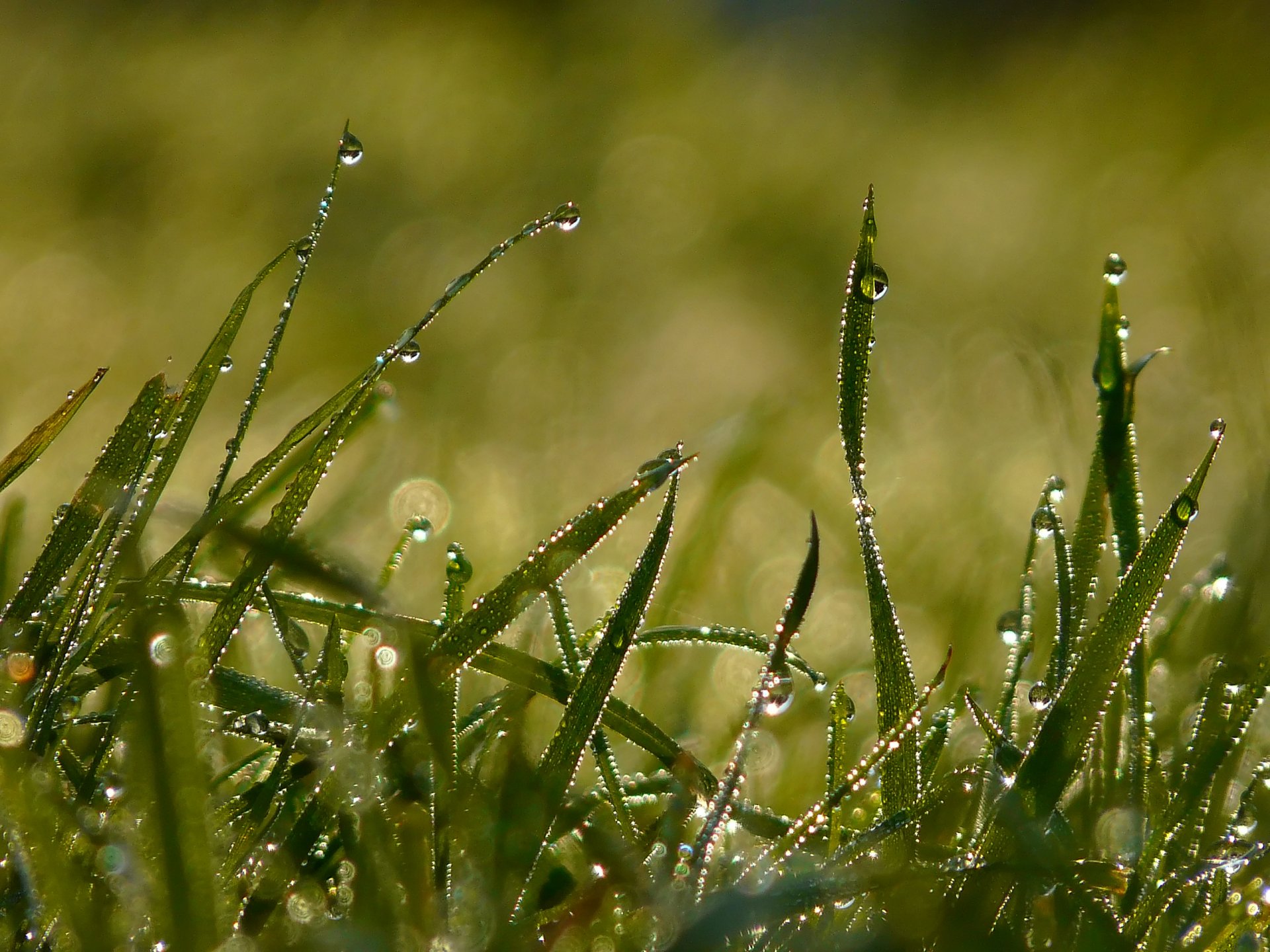 tau gras sommer morgen licht tropfen