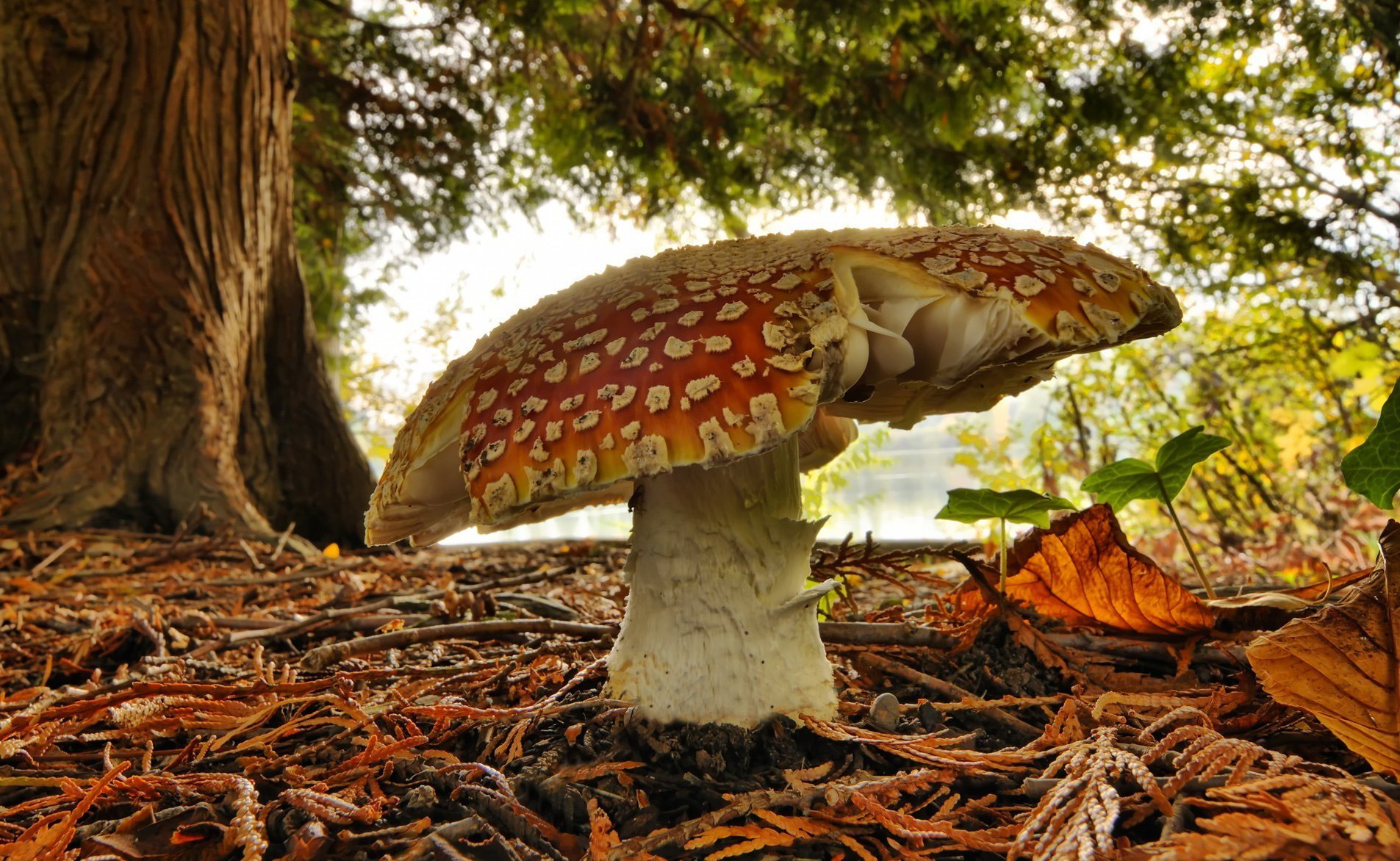 seta amanita bosque vegetación