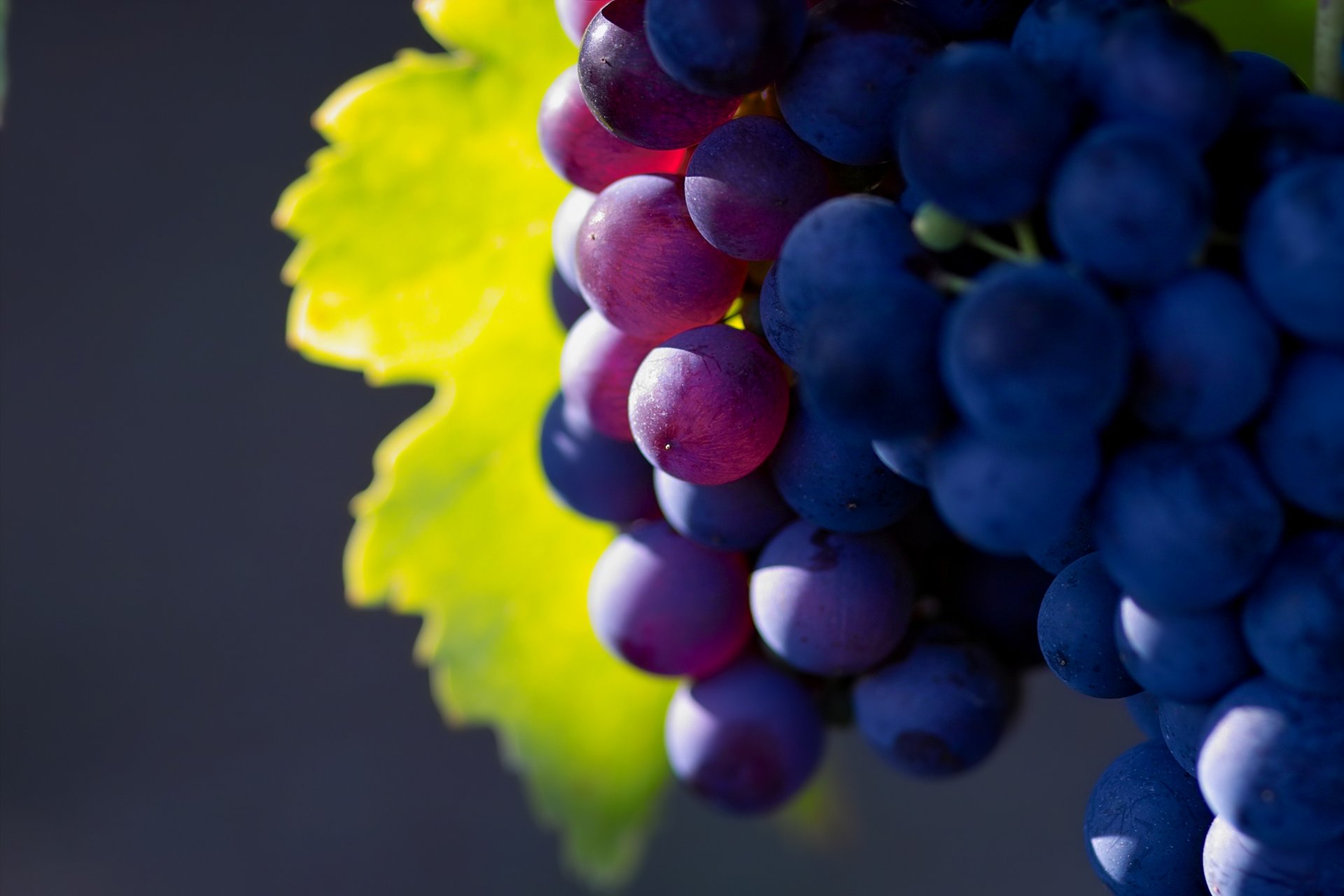 large resolution nature fruit grapes macro photo grape