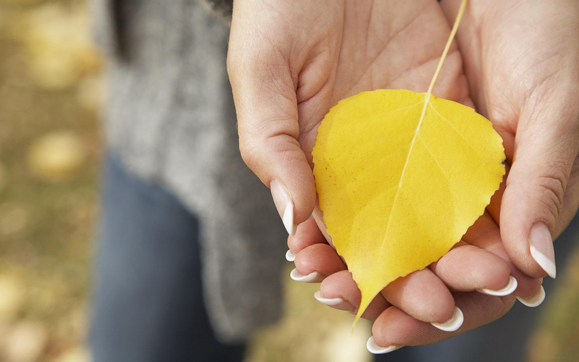 hände handflächen gelb gefallene blatt herbst makro