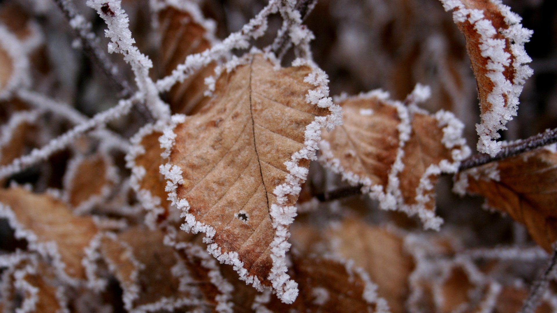 leaves snow adhesion