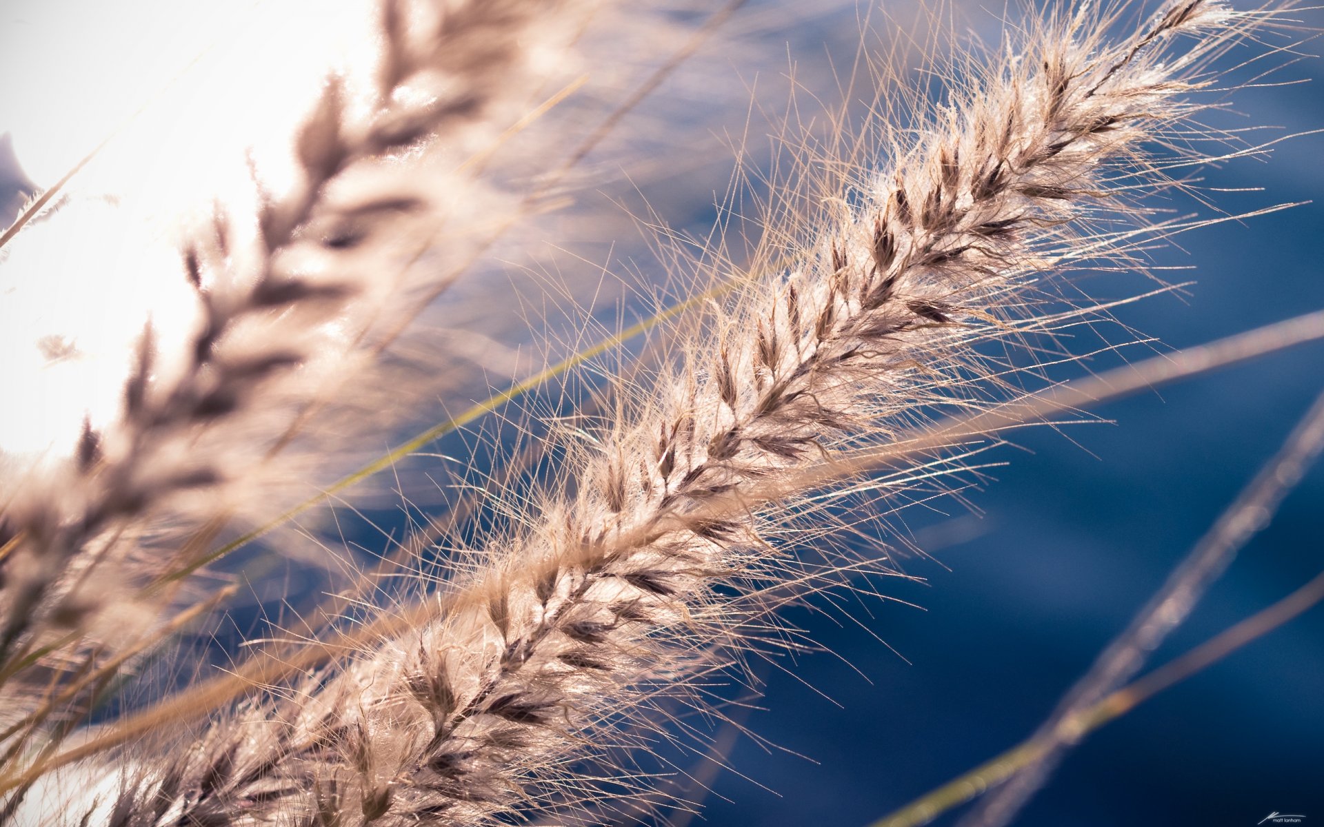 pike seeds rostenie