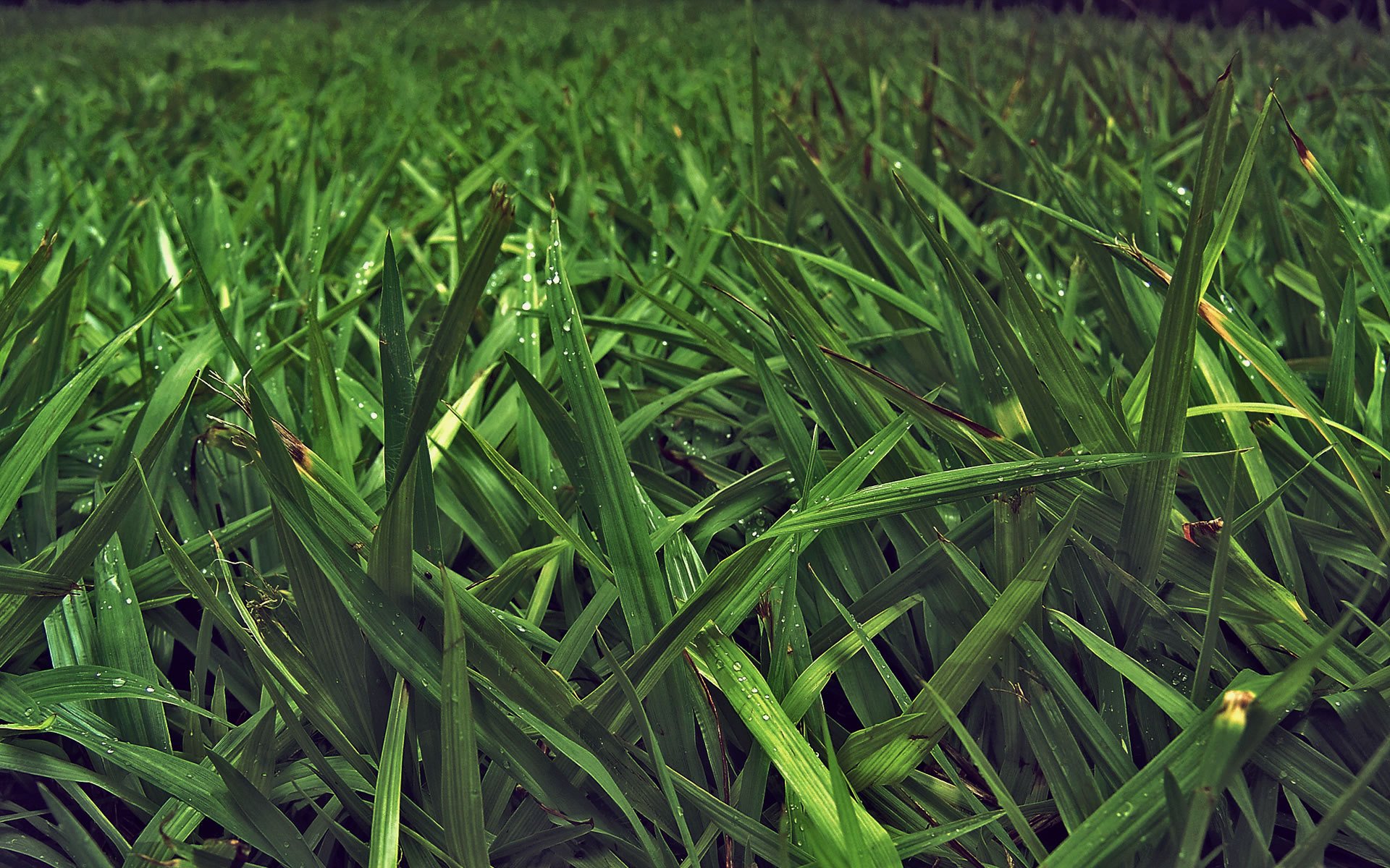 herbe verdure feuilles tiges nature