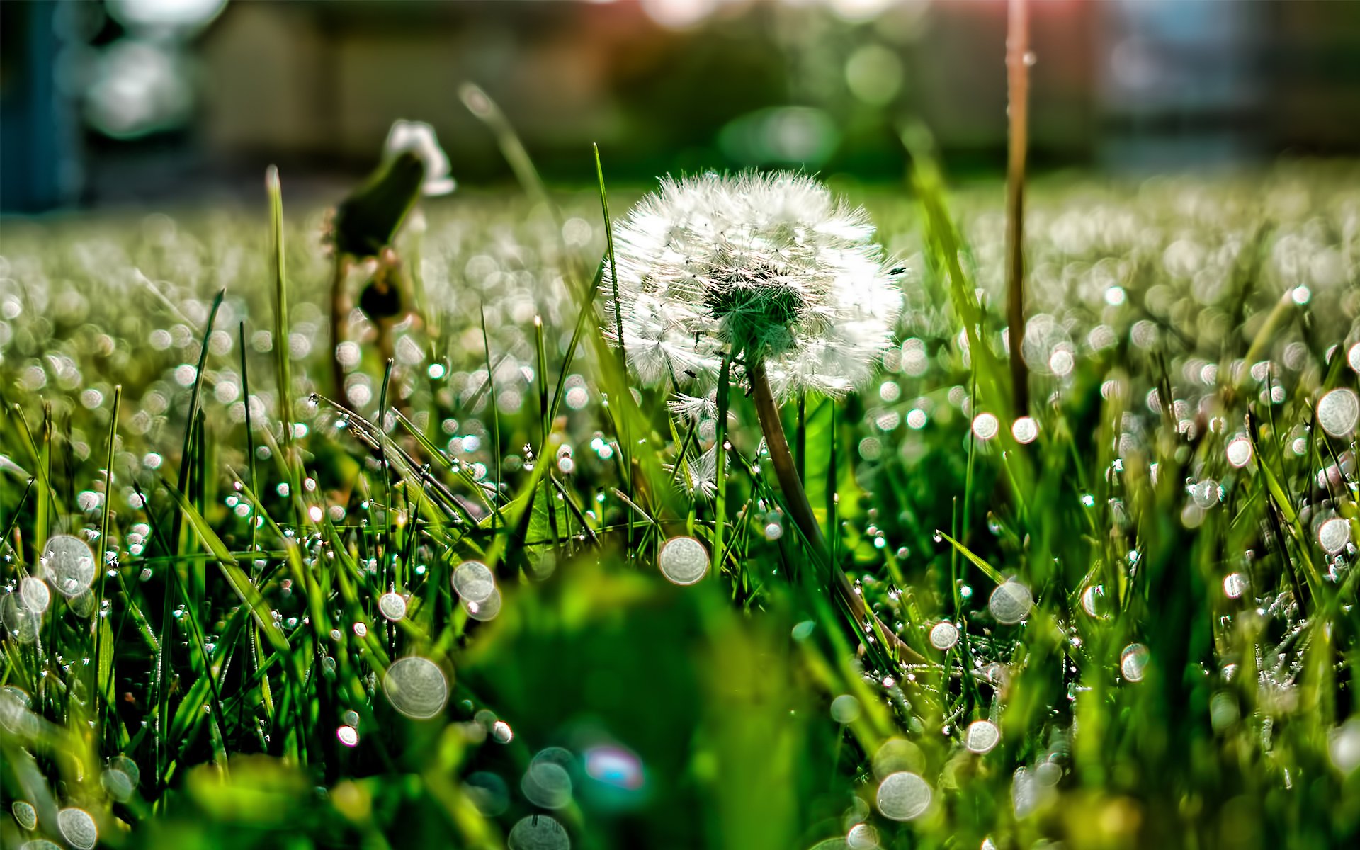 field grass dandelion rosa reflections light