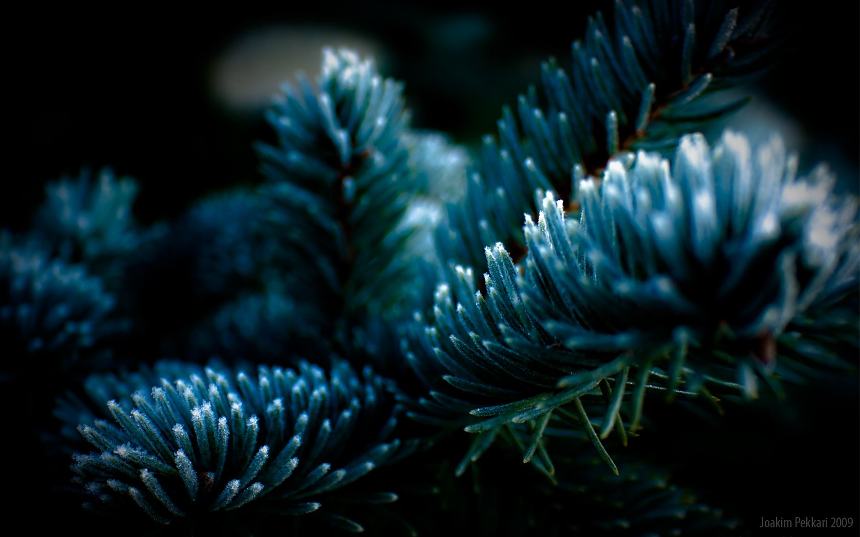 frosty tree tree spruce needle