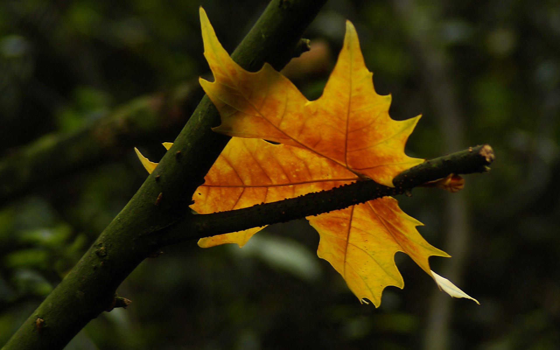 autumn leaf