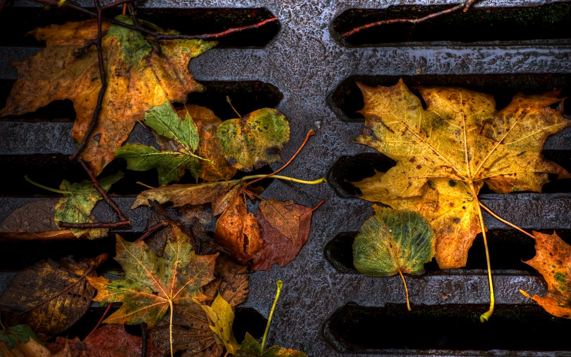 trappe route gros plan feuilles