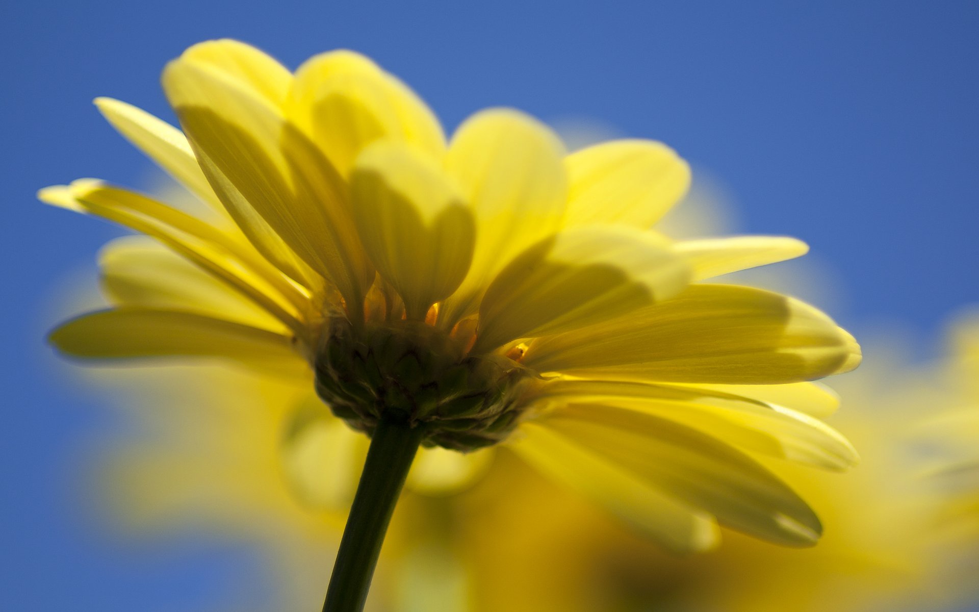 fleur nature jaune