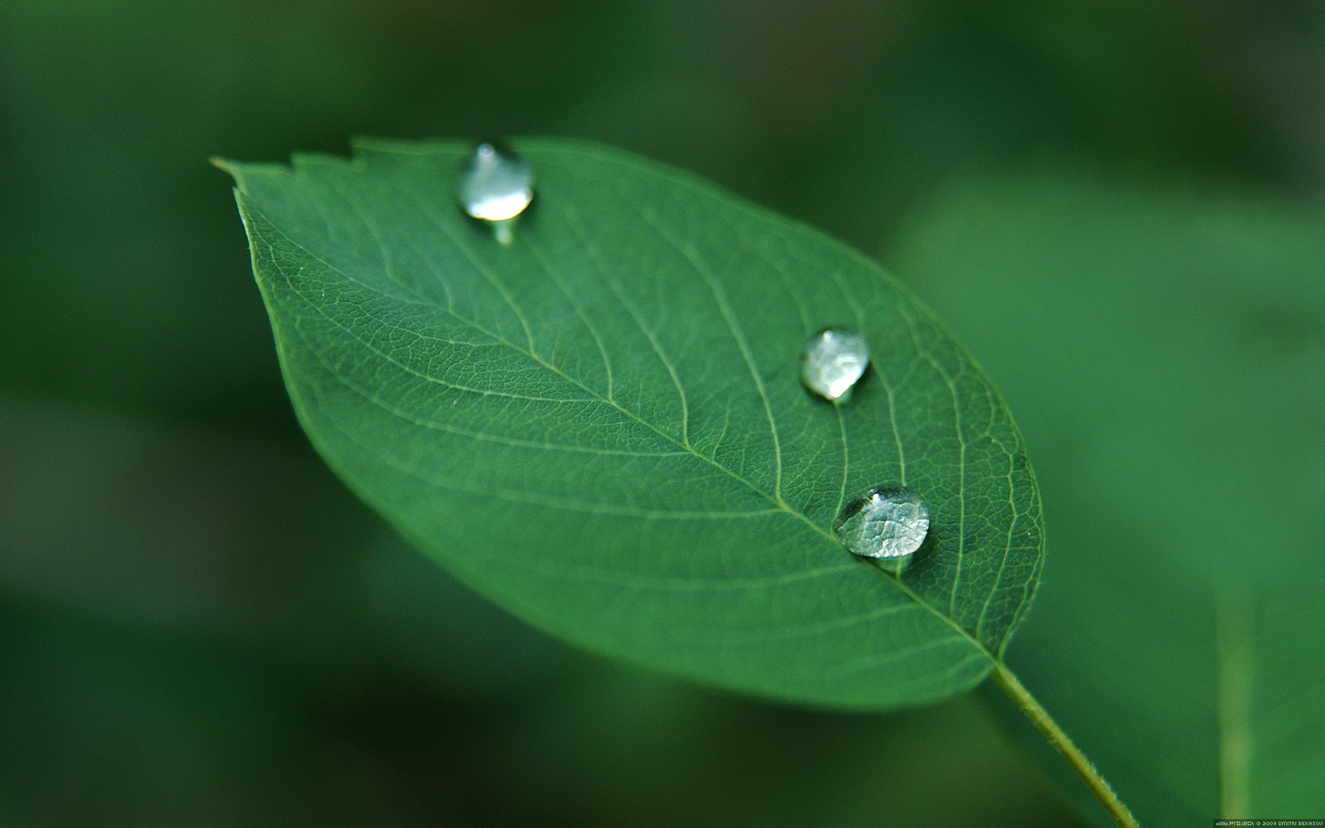 planta hoja gotas