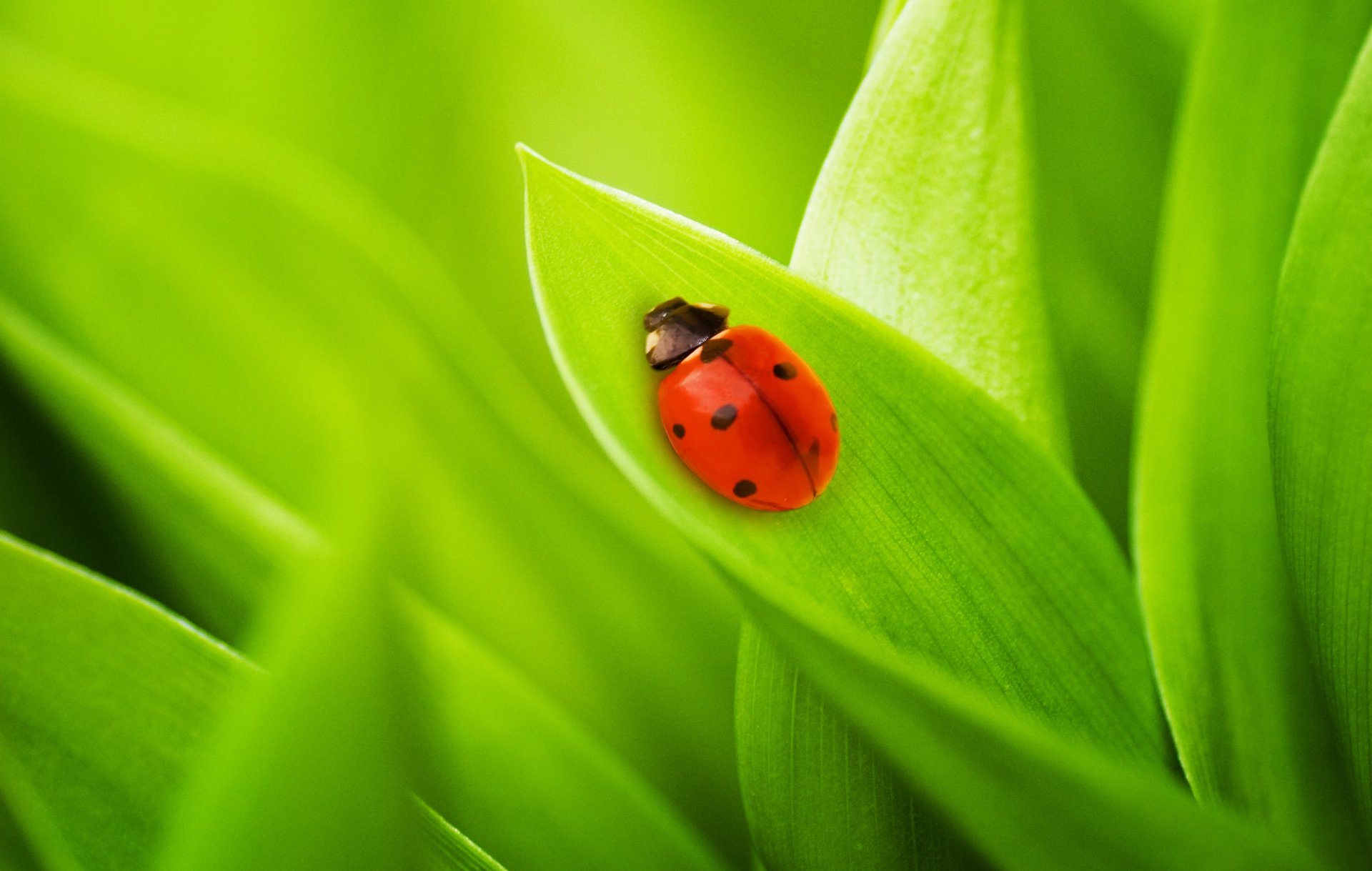 nature leaves grass ladybug beetles green macro