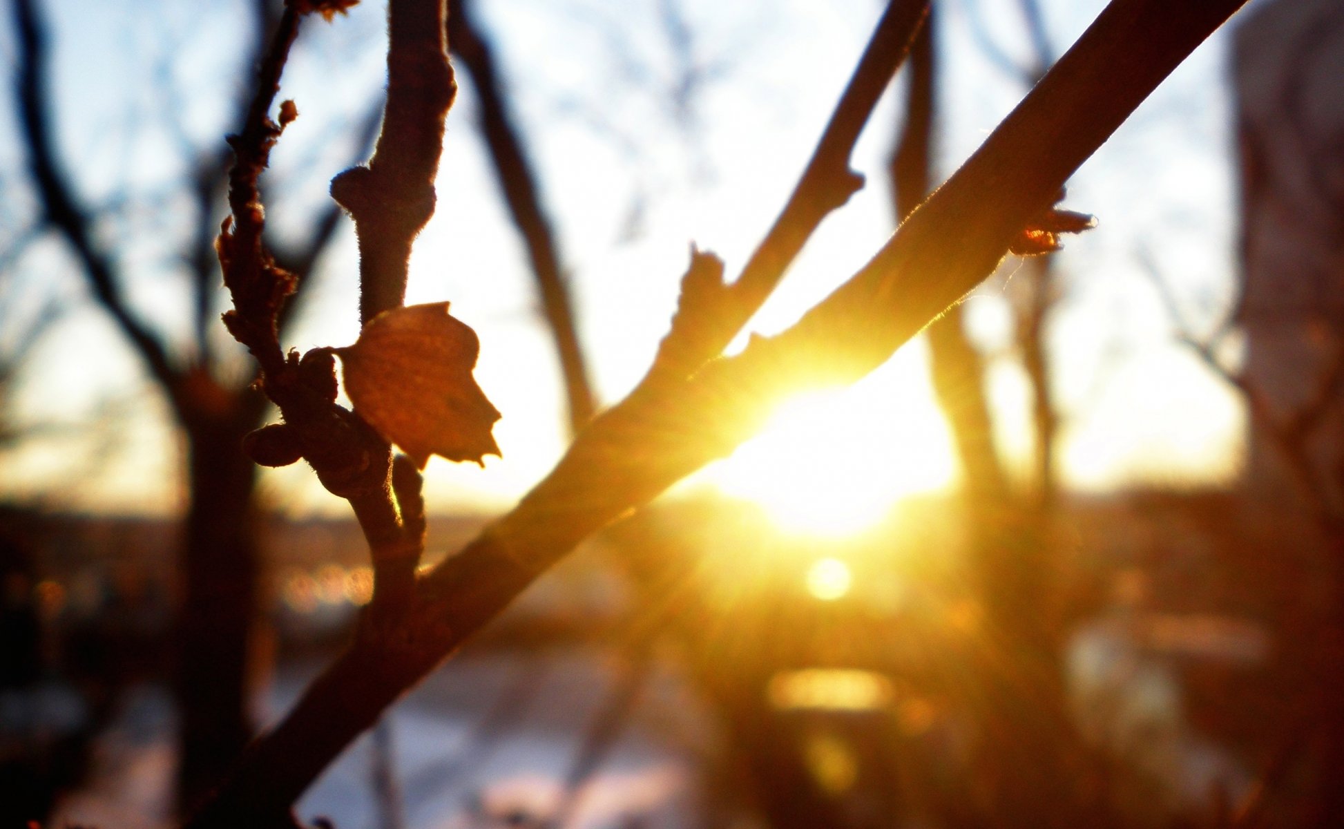 close up tree branches sheet autumn sunset sun rays cool freshness nature