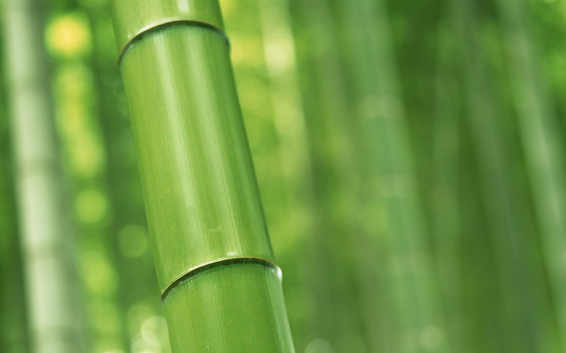 nature bamboo trunk macro