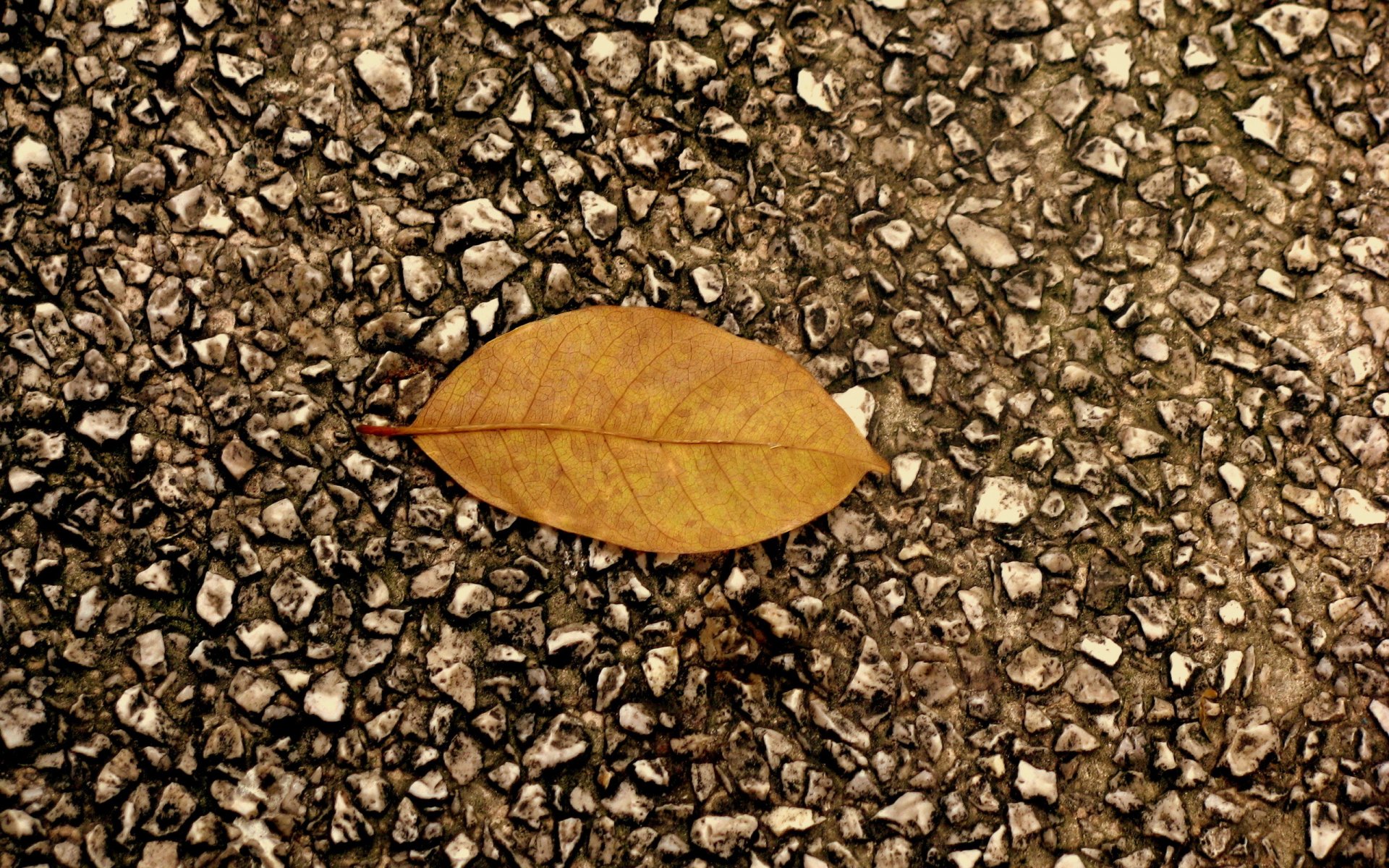 asphalt blatt herbst