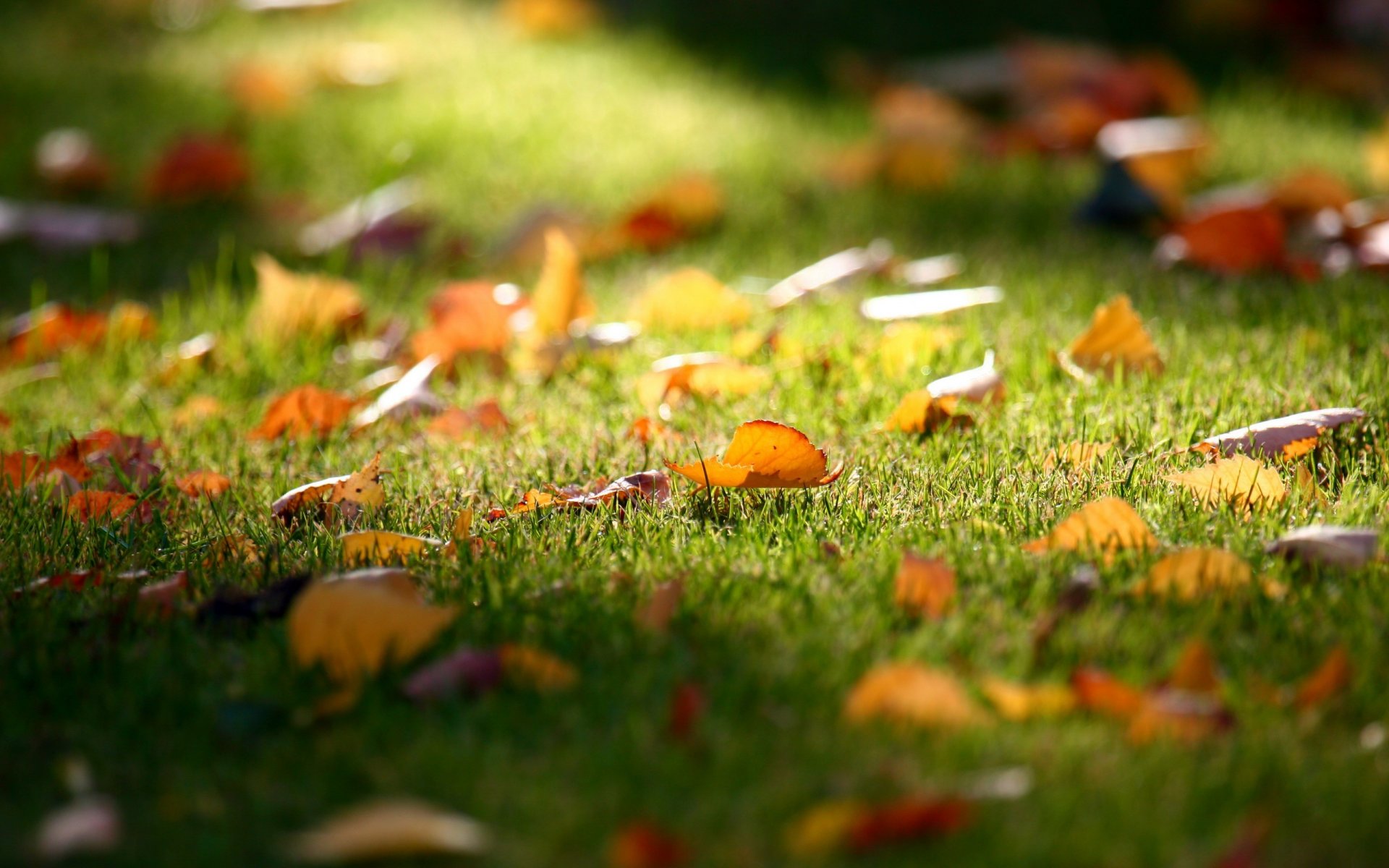 hierba césped otoño caída hojas