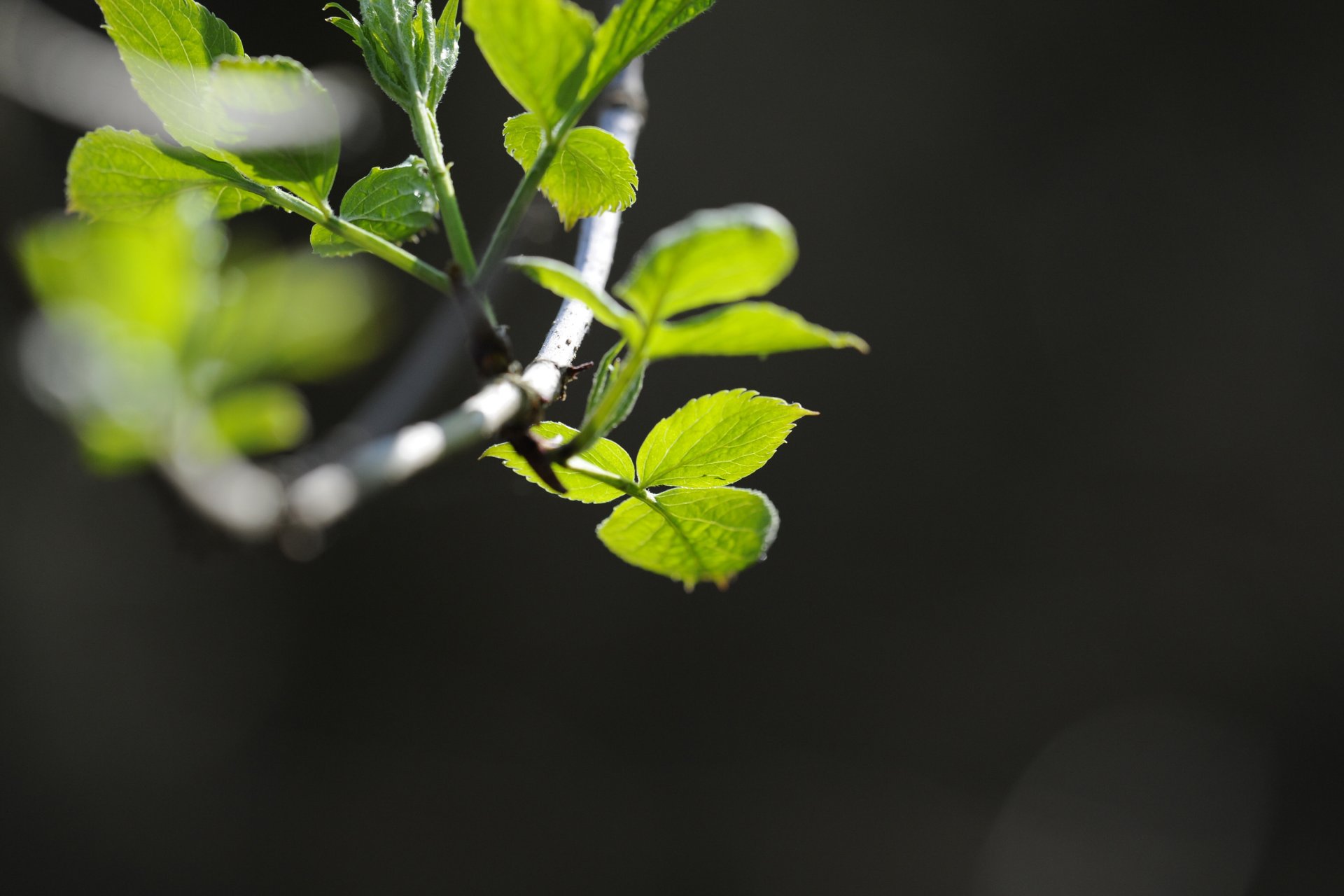 gros plan plante branche. feuilles verts