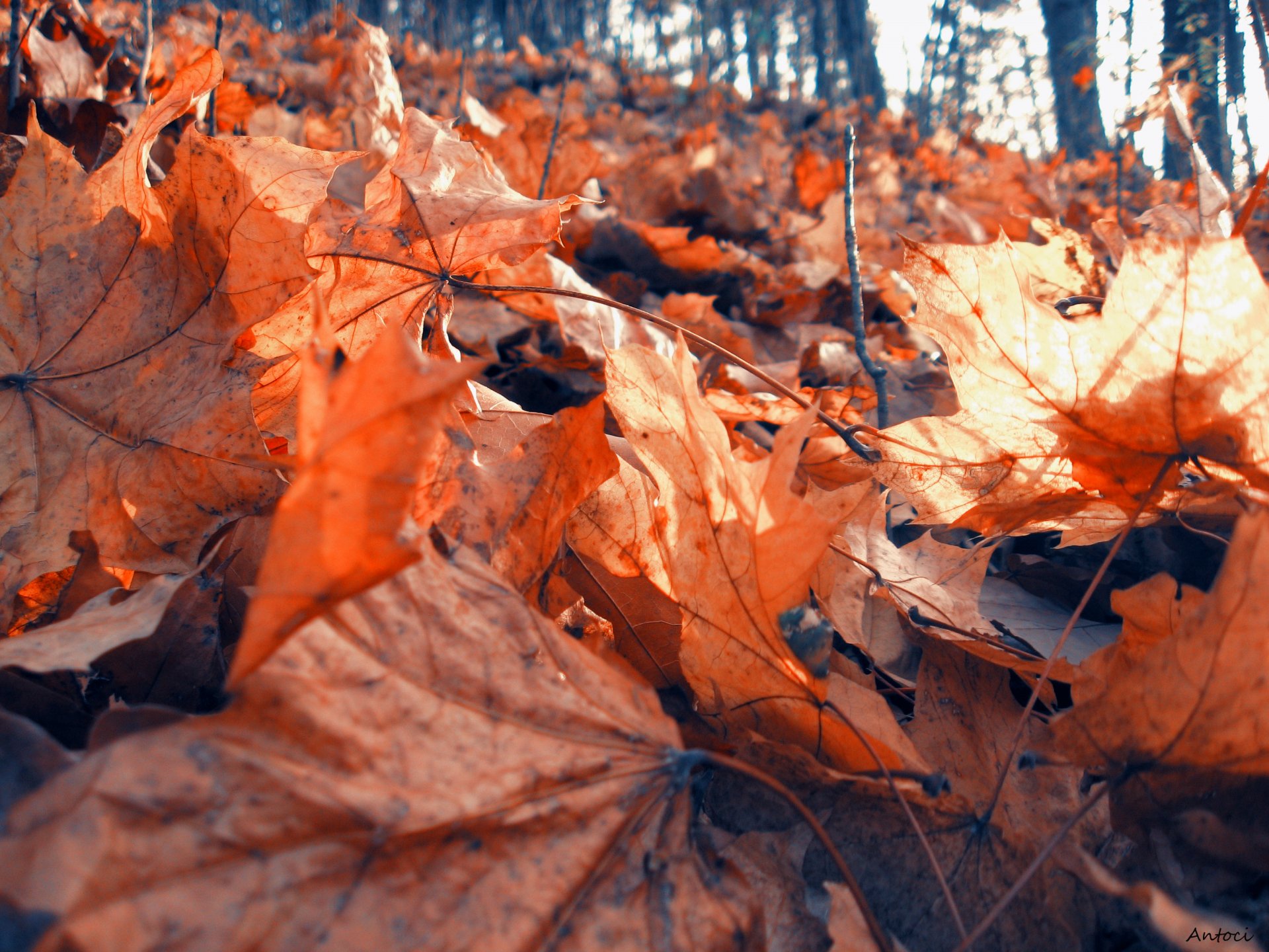 natur blätter wald