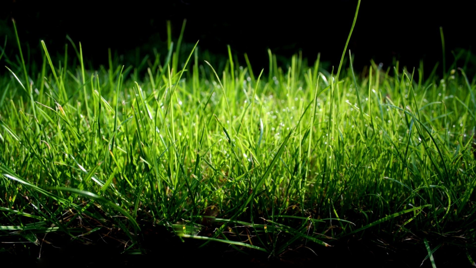 grass macro nature green gentle tone