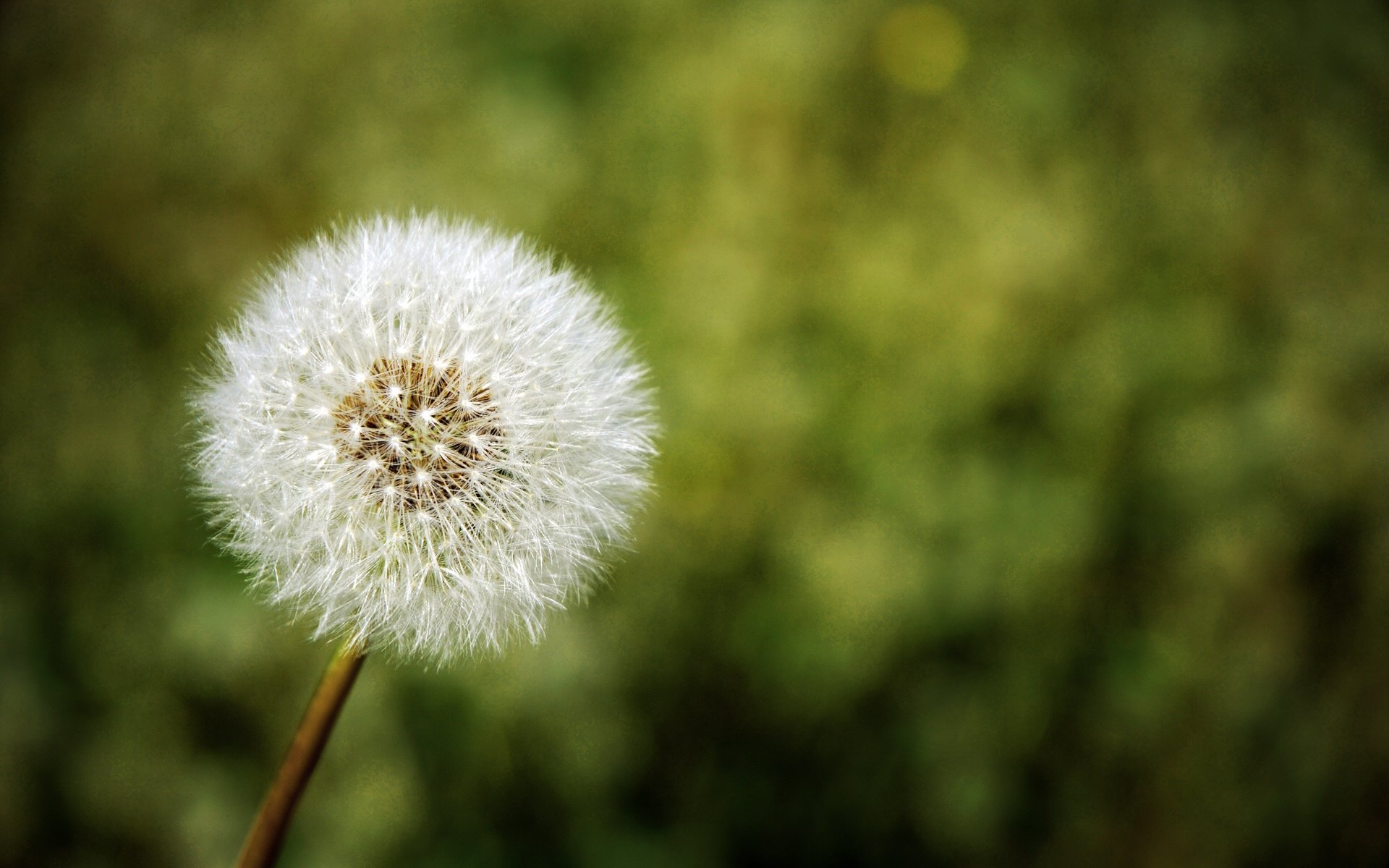 diente de león naturaleza flor