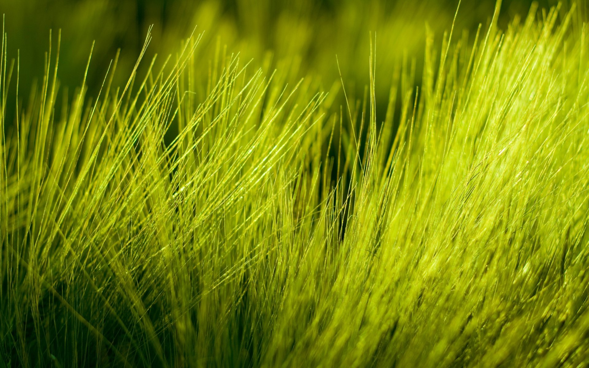 macro herbe nature