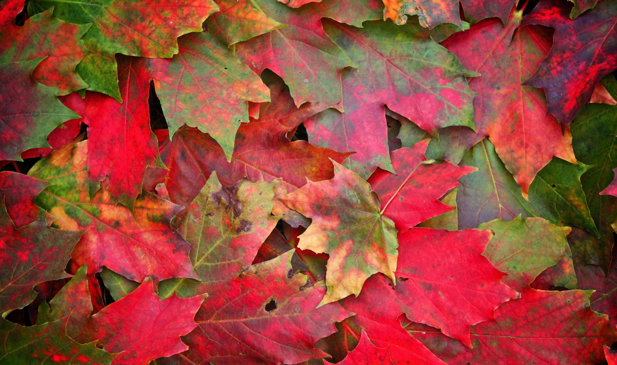 foglie autunno macro foto