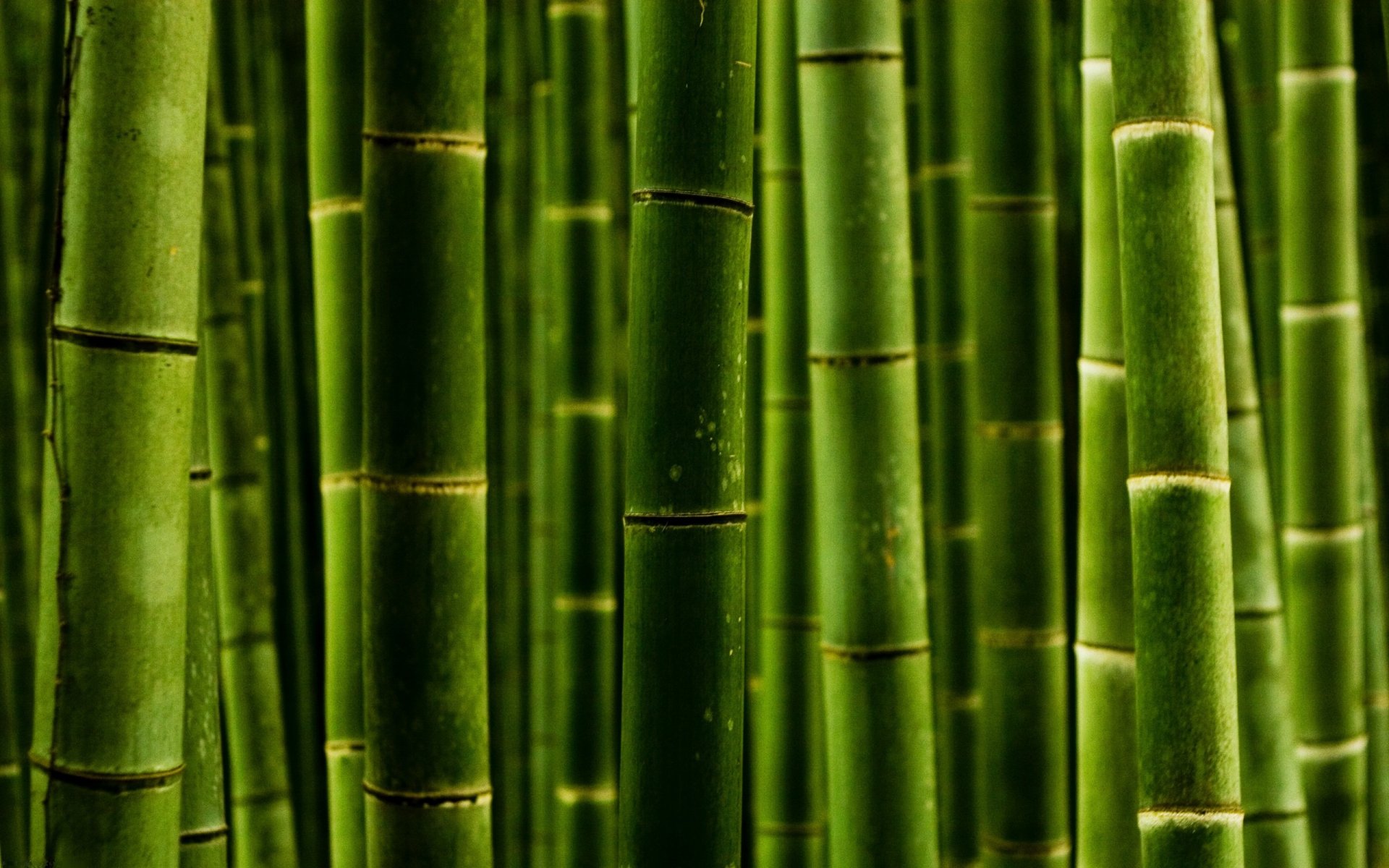 macro estilo verde de la naturaleza foto macro bambú troncos