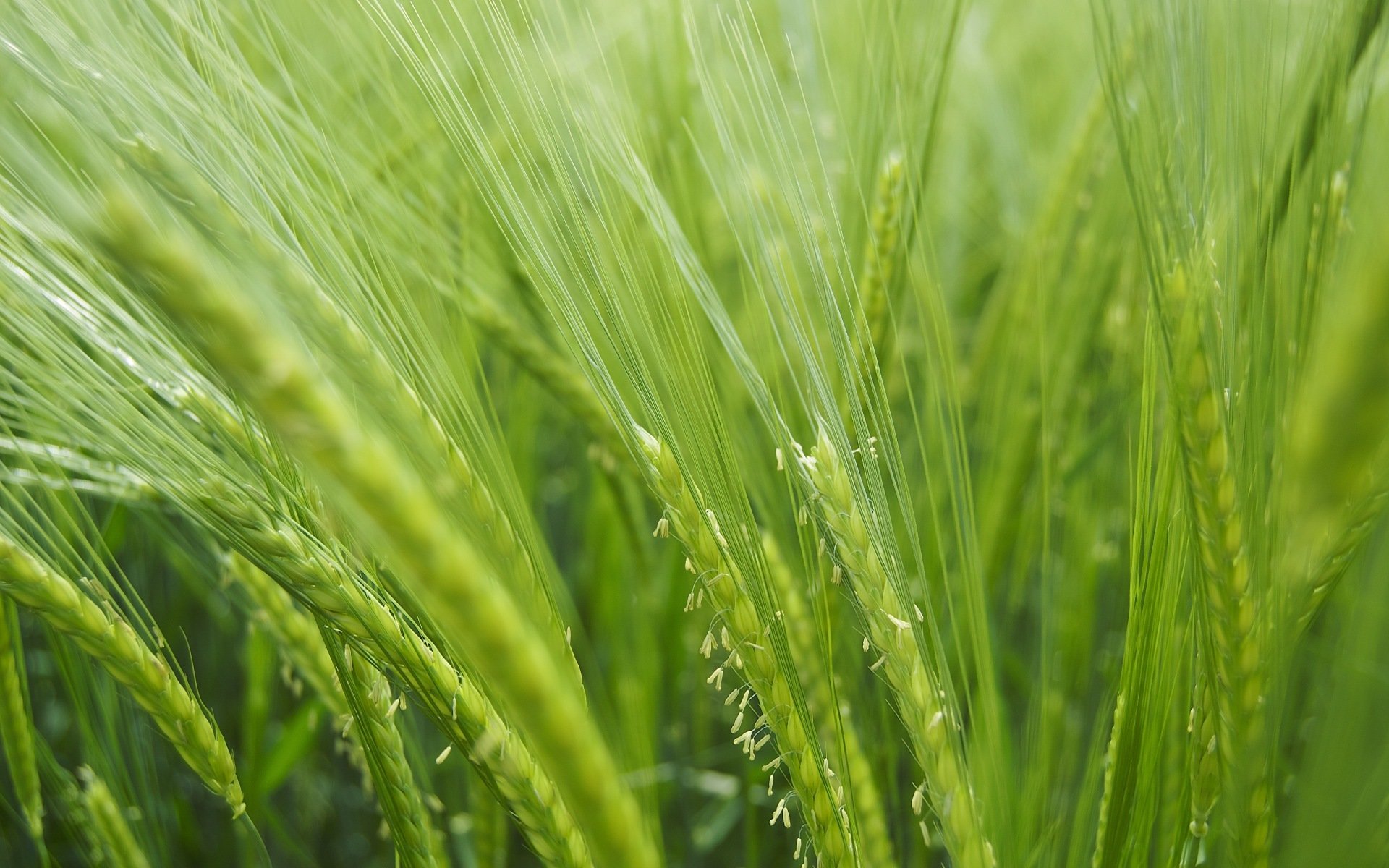 close up nature plants grass green the field