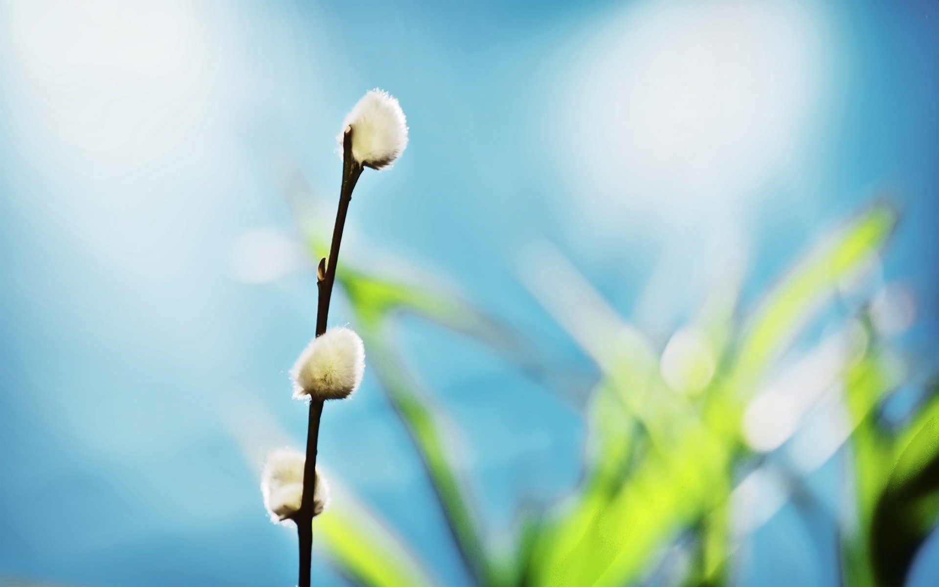 natur pflanzen frühling zweig weiden makro