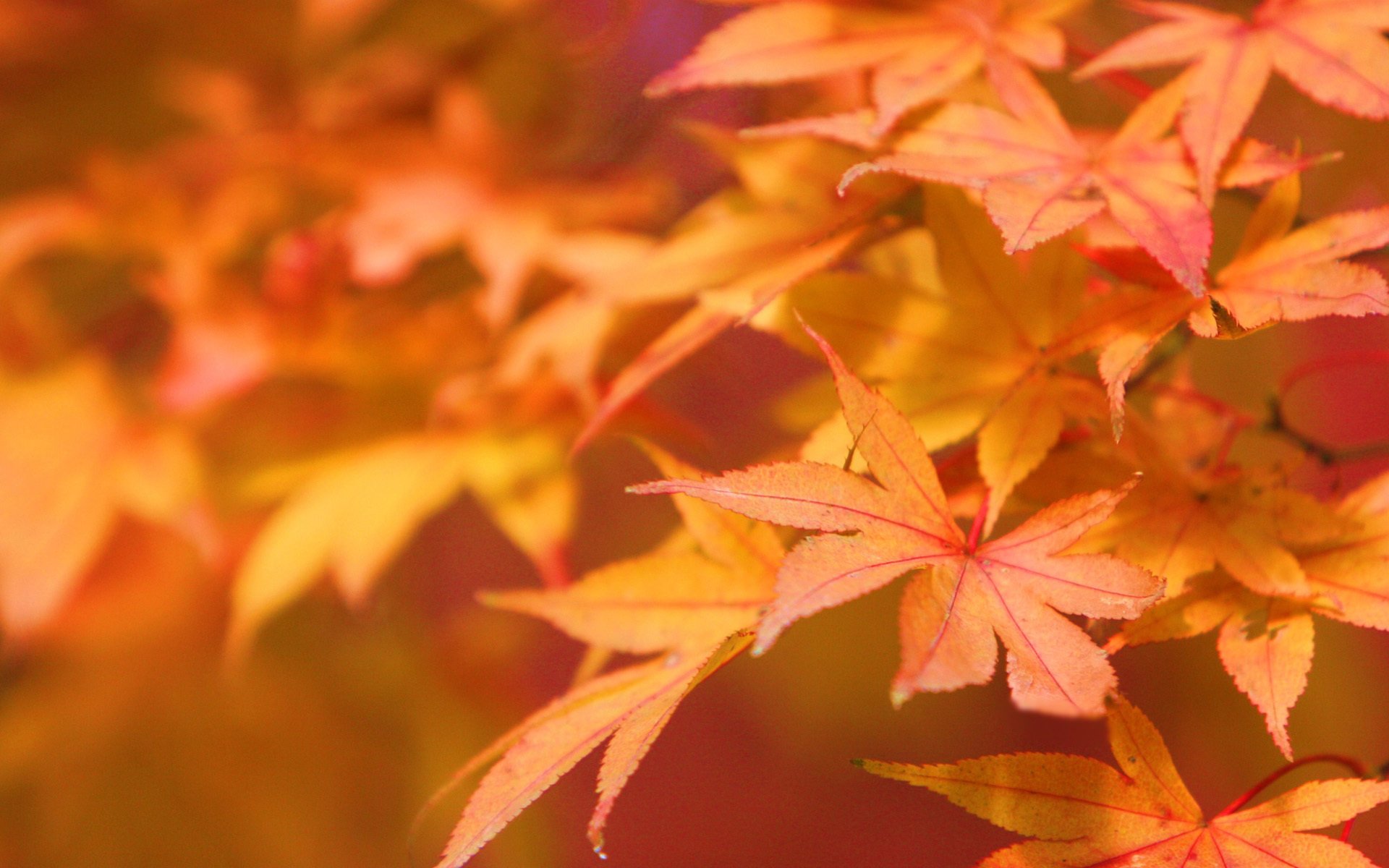 nature close up autumn leave