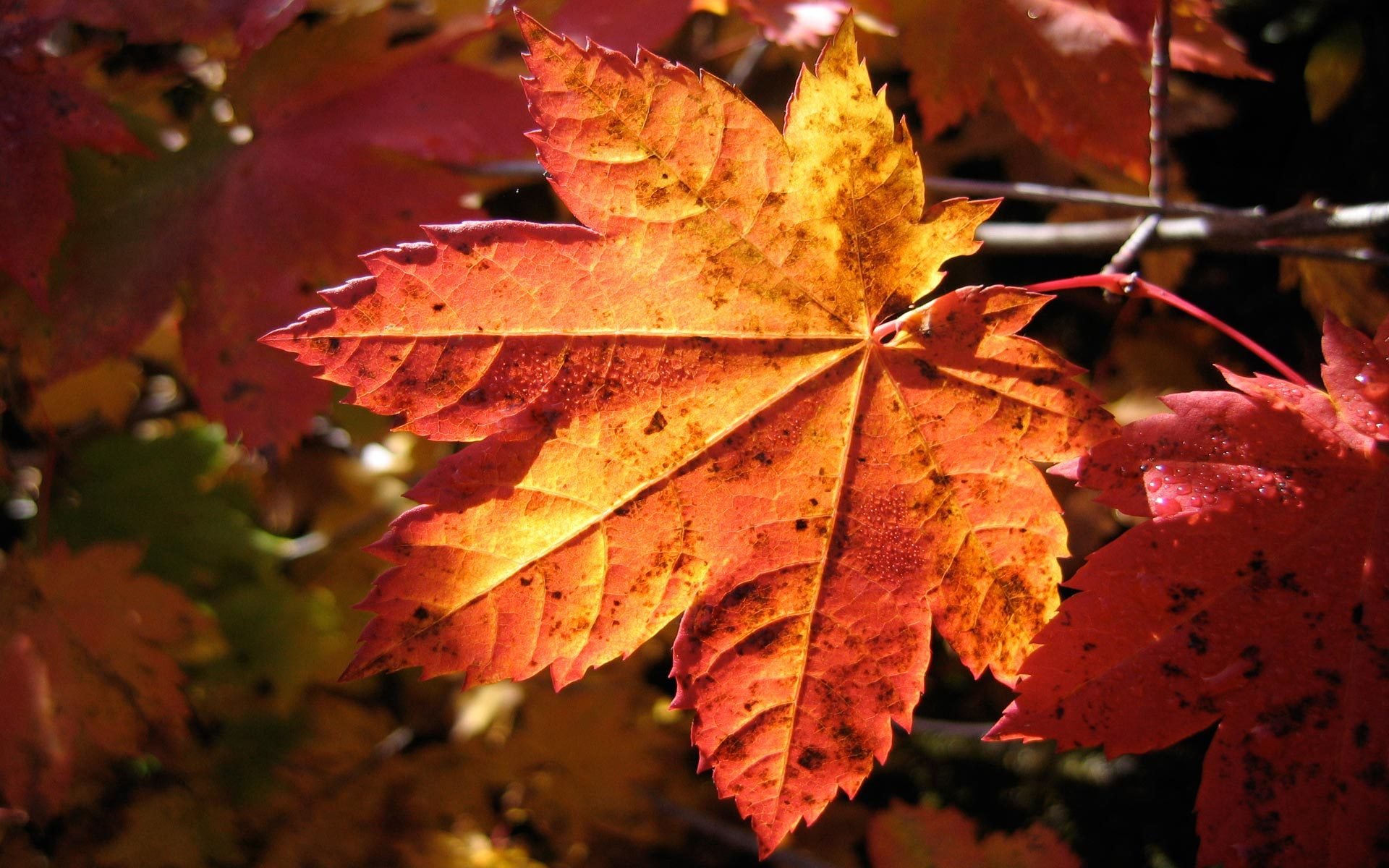 automne feuille macro macro nature