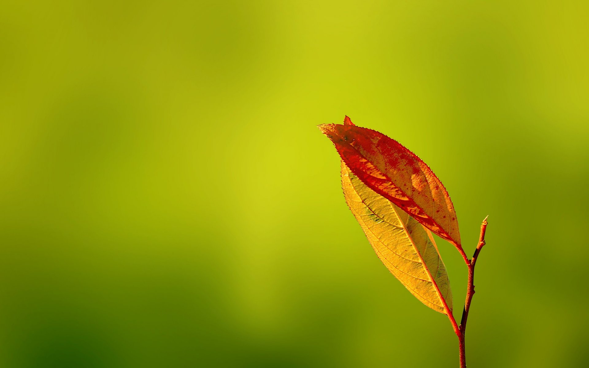 caresses douces verts feuilles automne