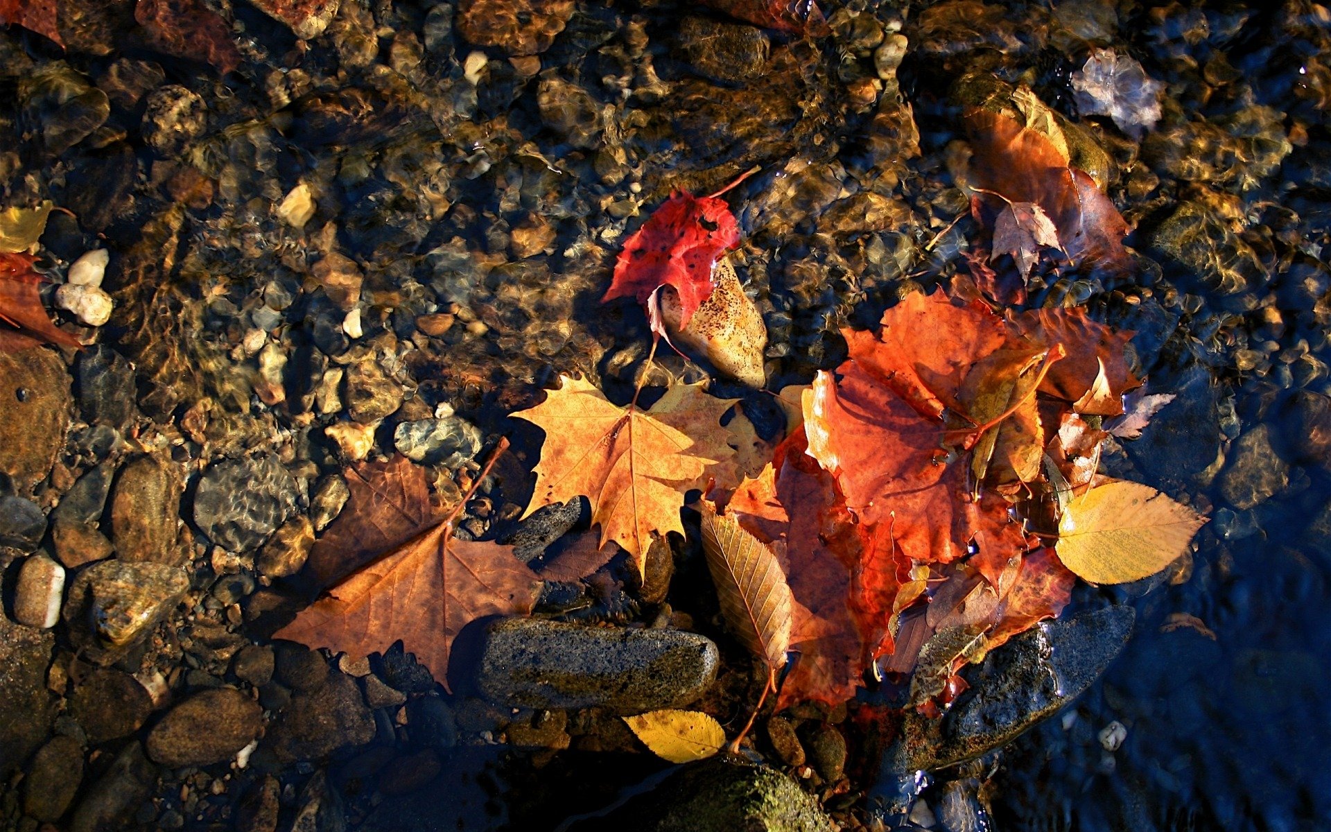 nahaufnahme herbst rote blätter wasser