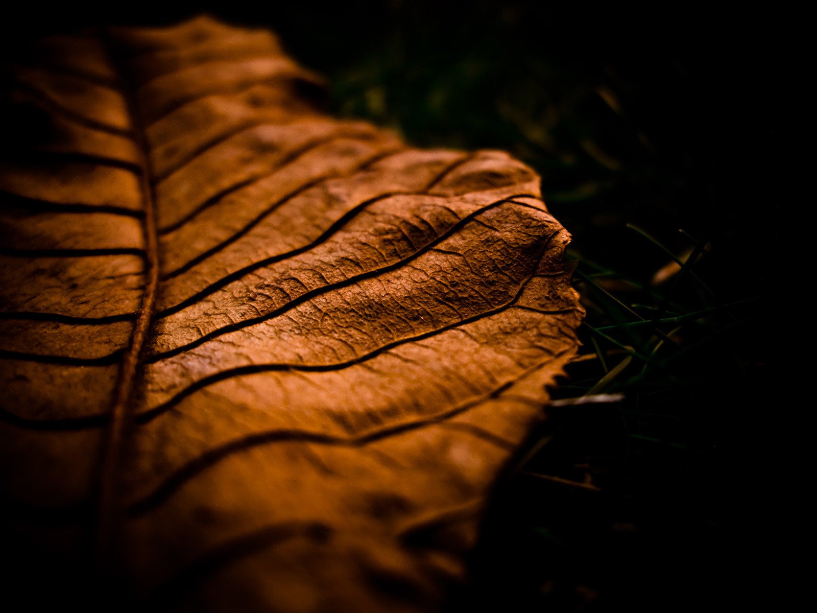 macro foglio autunno foglio macro