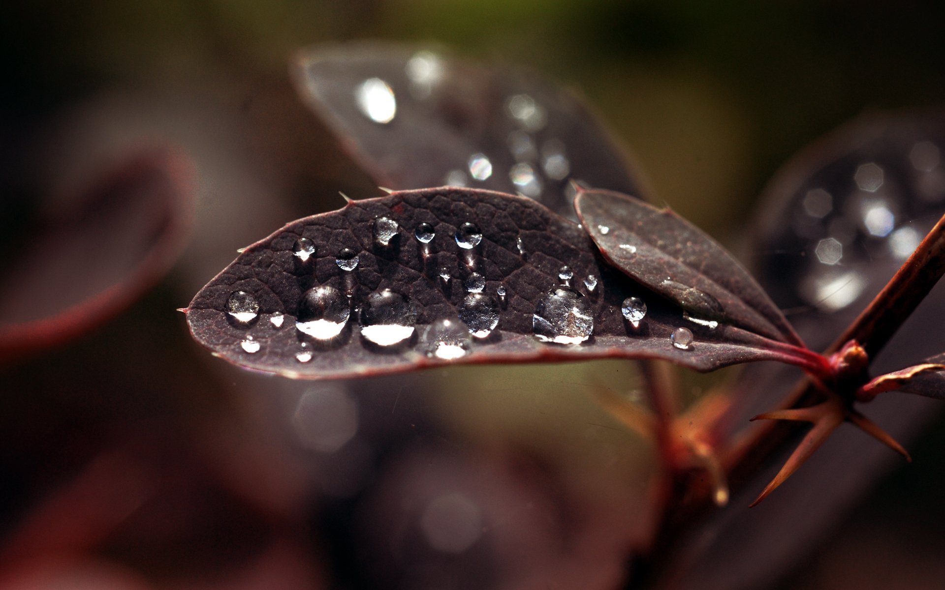 plant sheet close up drops rosa