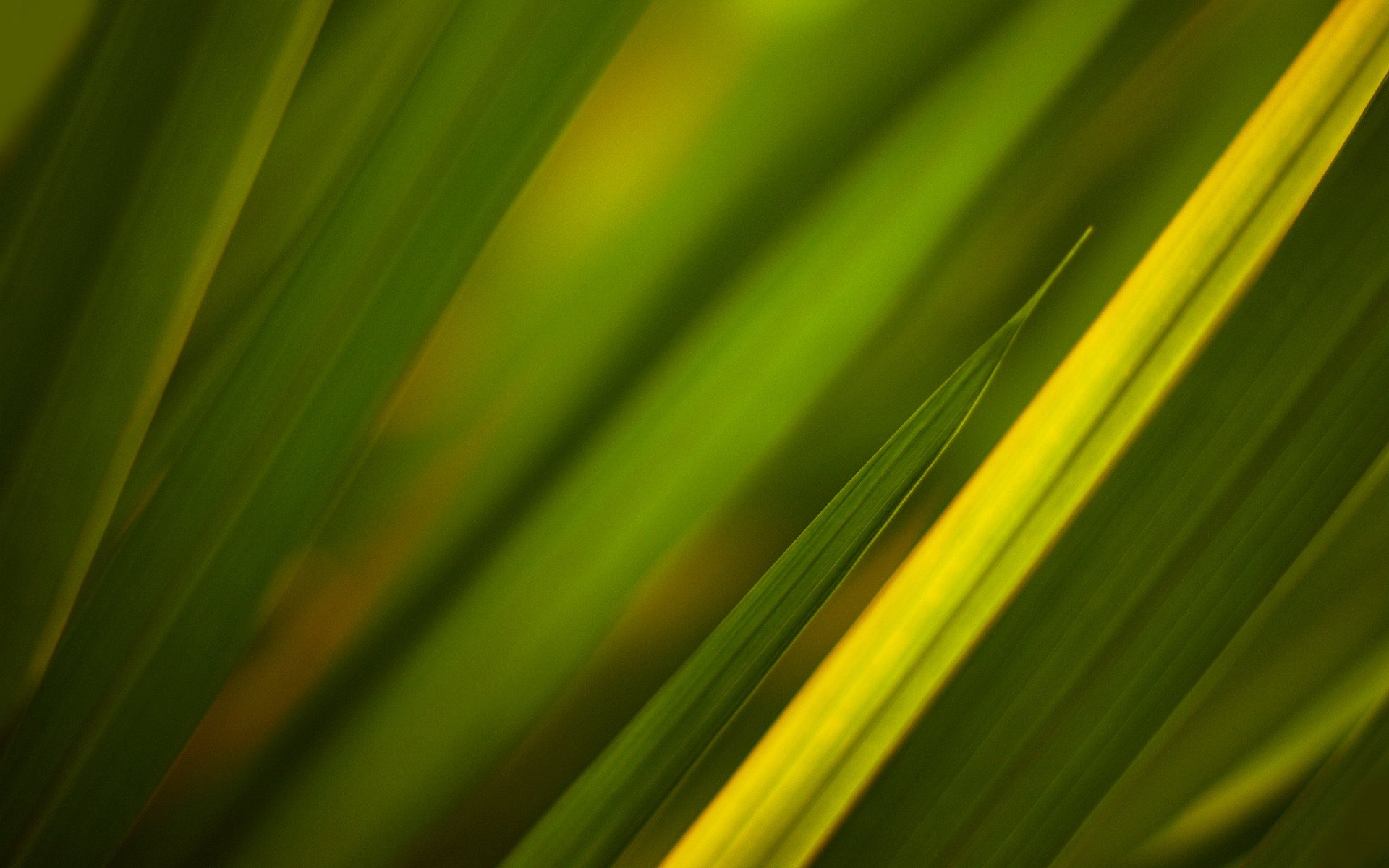 textures grass green texture