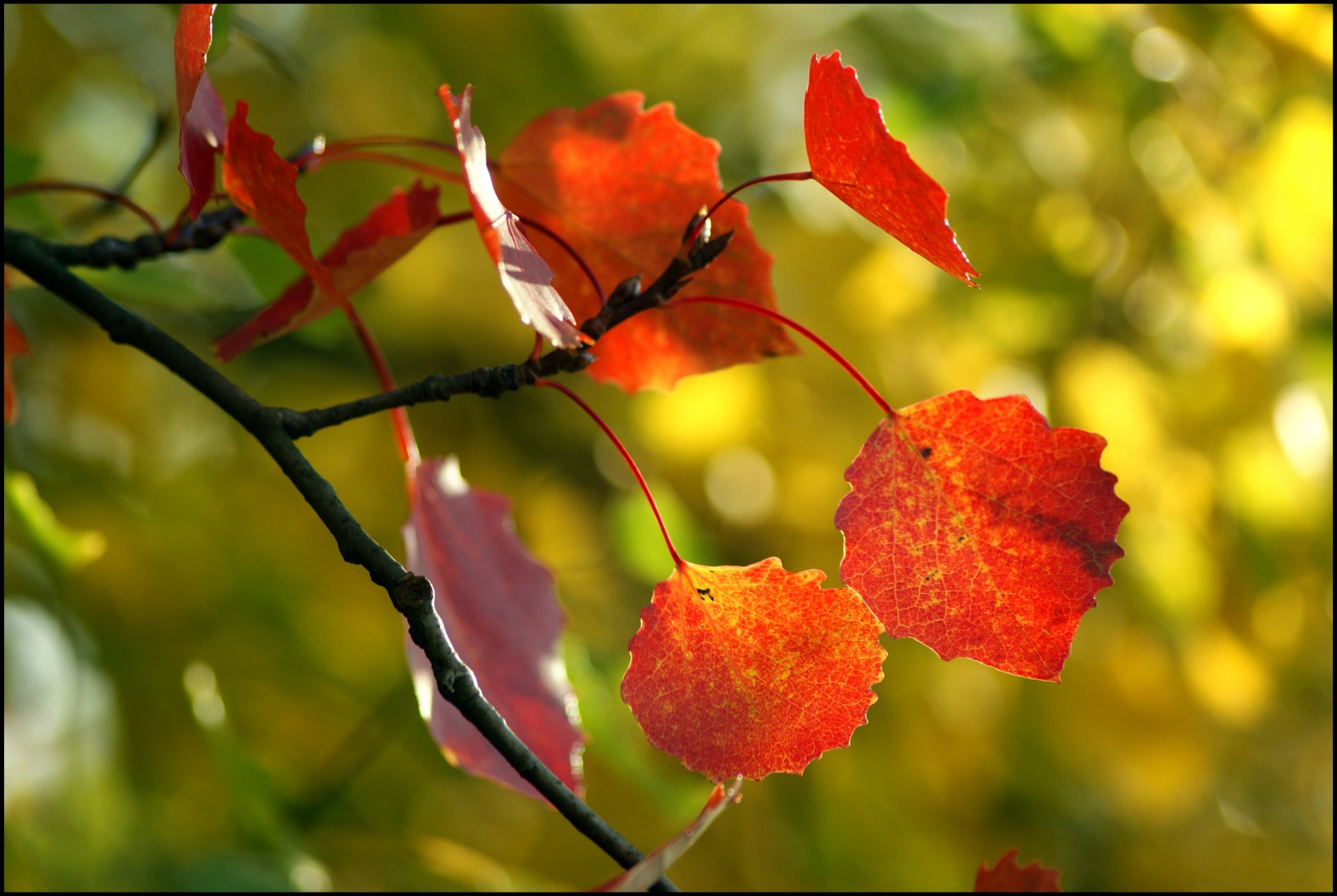 feuilles arbre automne gros plan