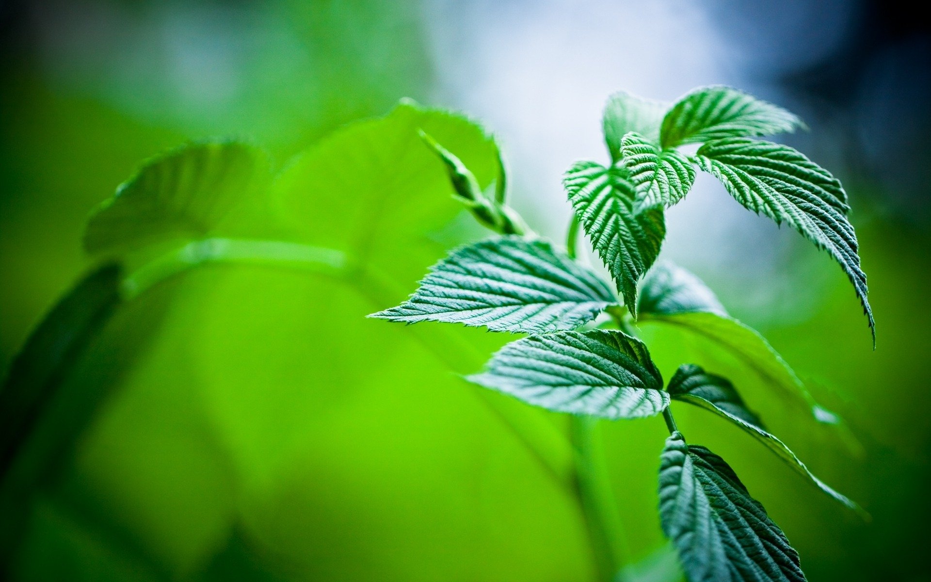 macro mint leaves plants nature